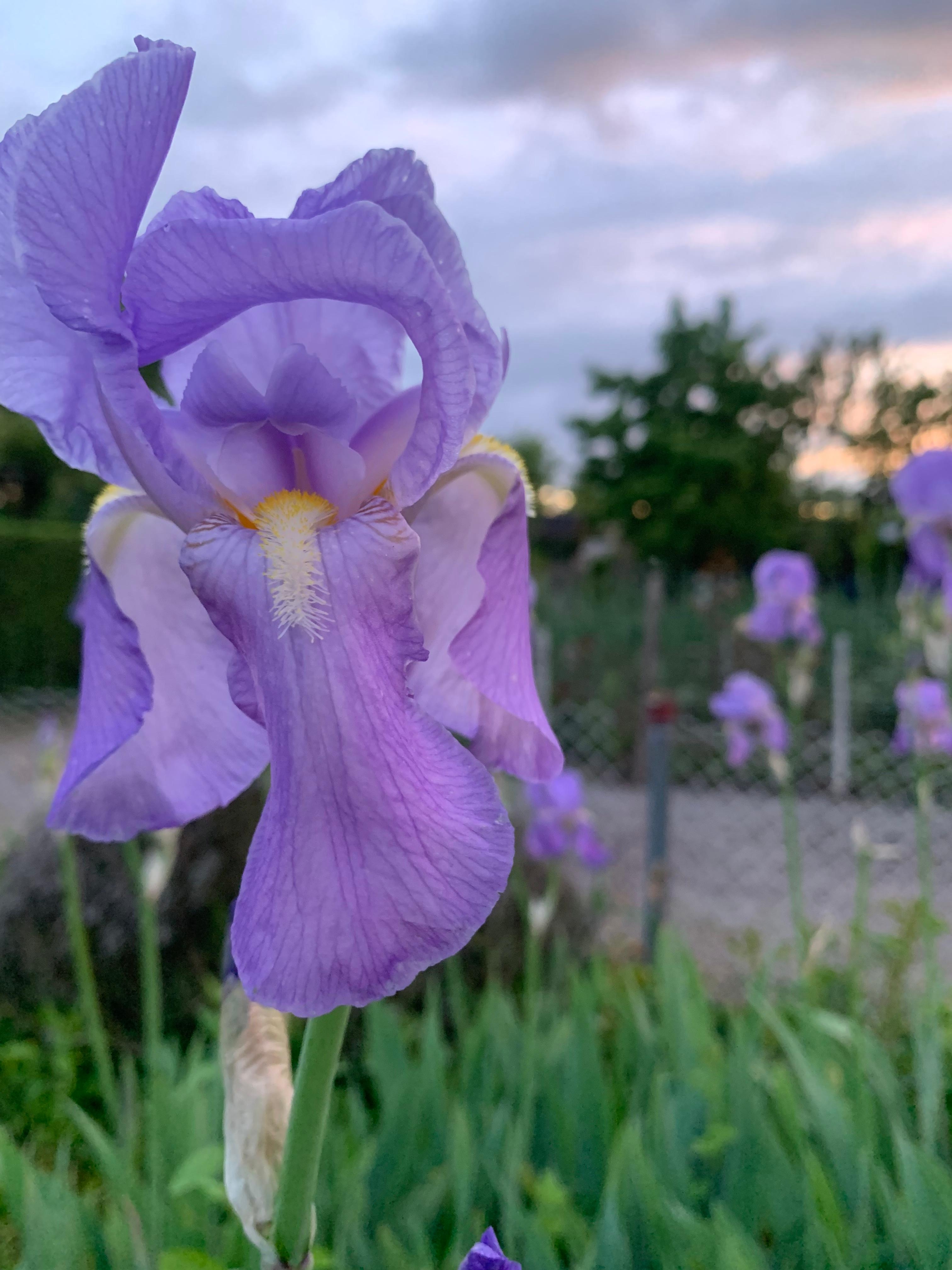 Maiflower im Garten 💜

#iris #garten #frühling #outdoor #blumen 