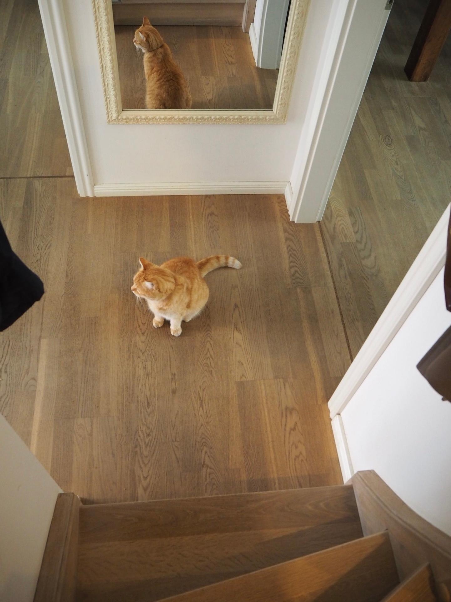 Mal wieder ein kleiner Hausgast zu Besuch 🐈 #flur #treppe #holz #parkett #eiche #spiegel