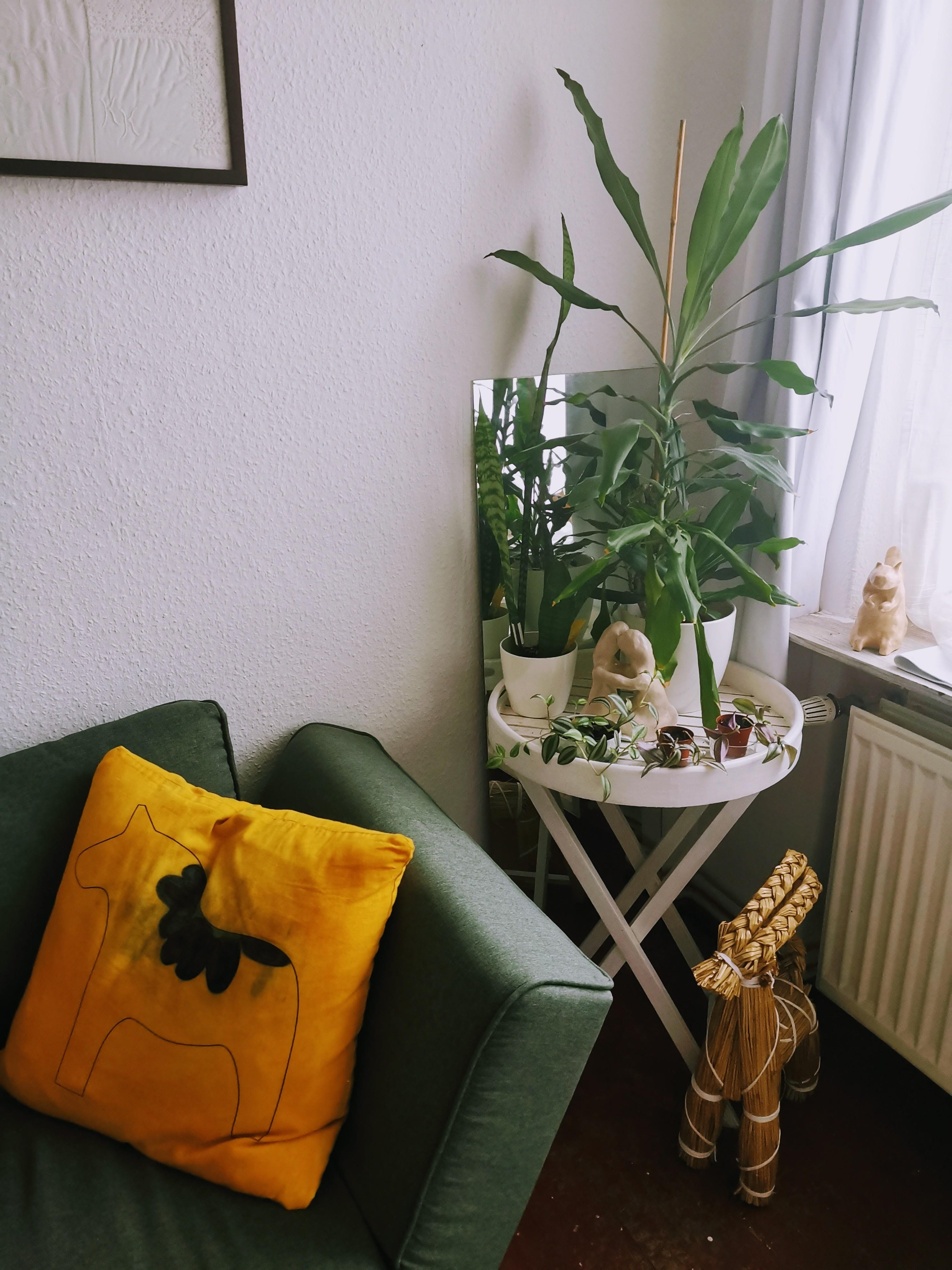 Mal wieder umgeräumt im Wohnzimmer. #Sofa #Pflanzen 