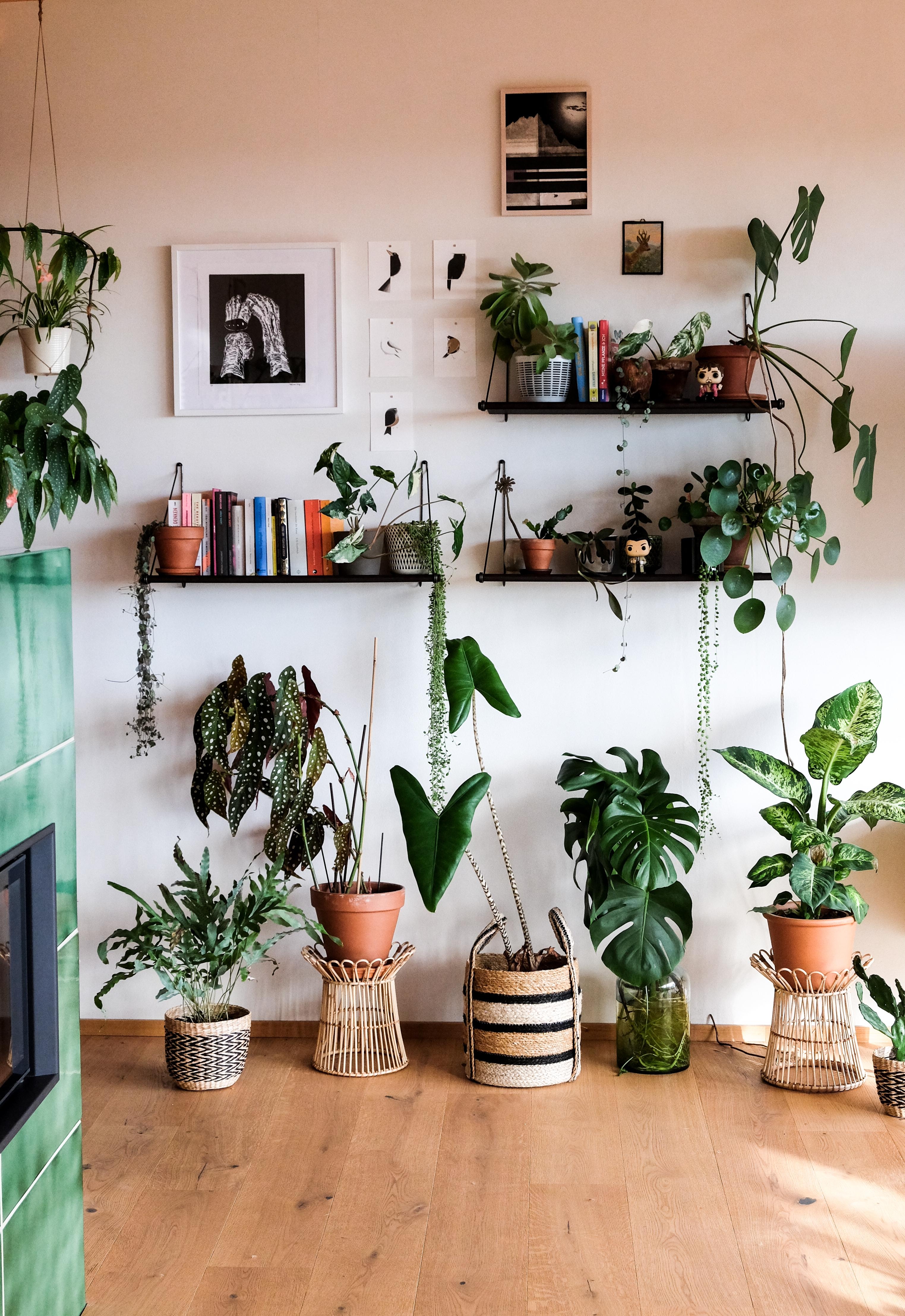 Man kann nie zu viele Pflanzen haben. #pflanzenliebe #indoorjungle