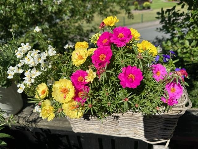 Manche Blumen entfalten in der Hitze ihre volle Pracht: Portulak ☀️
#Blumen #Terrasse #Garten