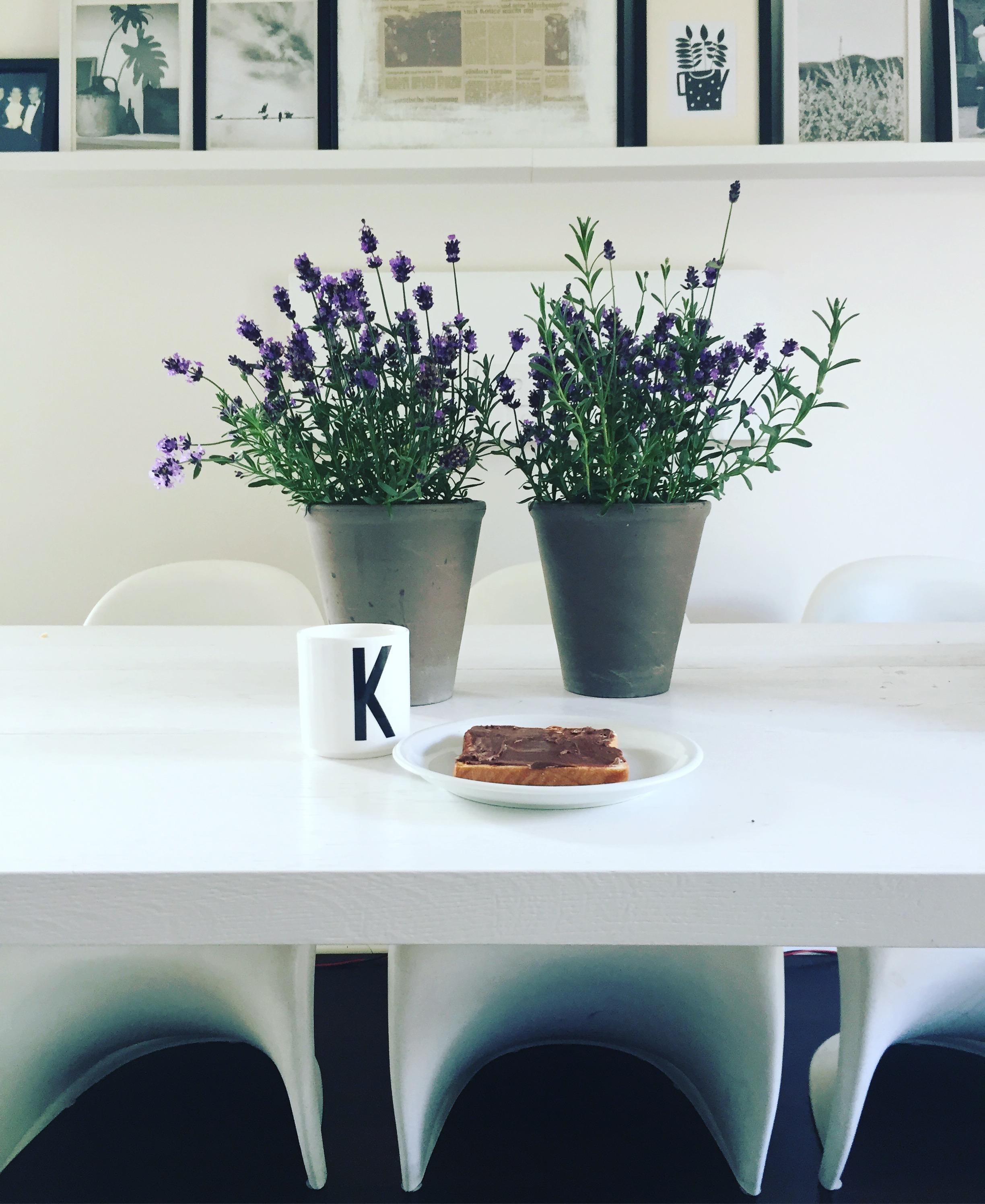 Mei Lavendel, er blüht den ganzen Sommer 🖤🖤🖤#flowers #lavendel #livingroom