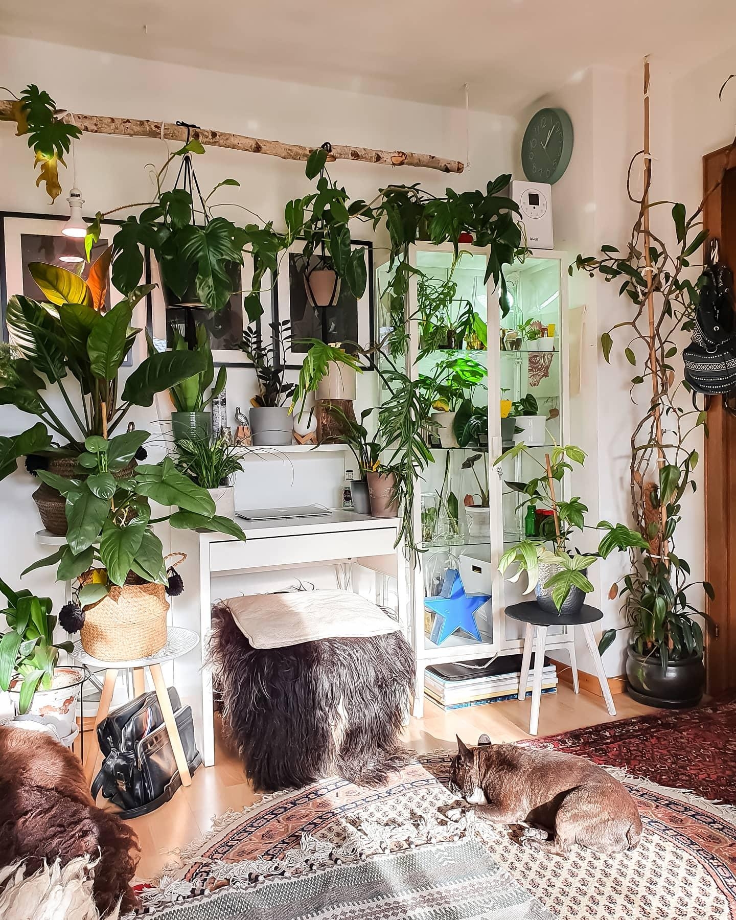 Mein Arbeitsdschungel #wohnzimmer #Pflanzen 