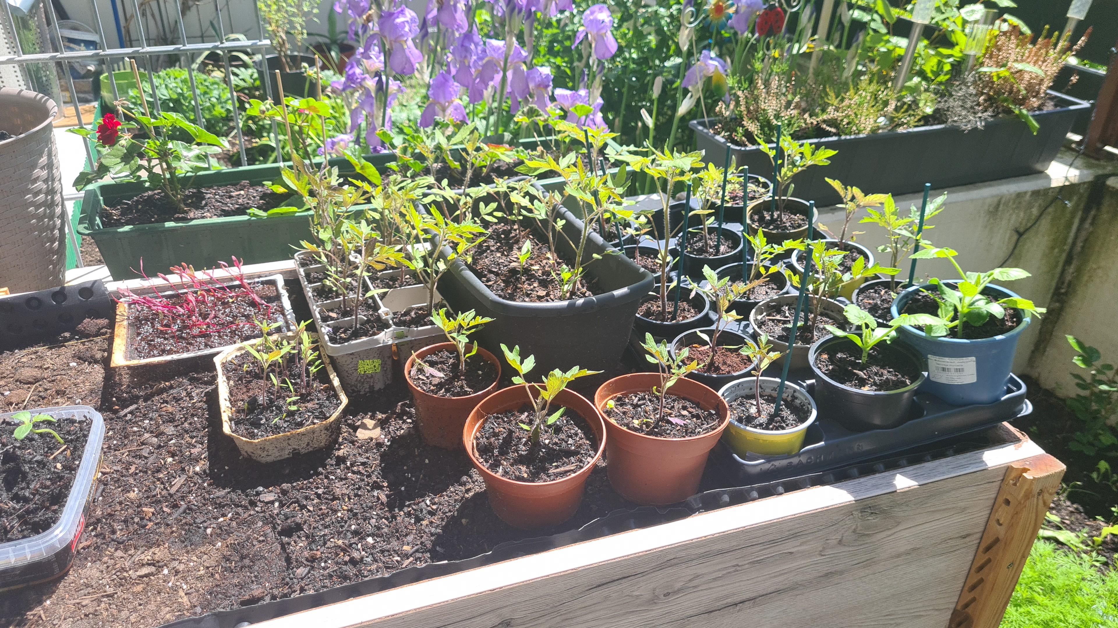 Mein Garten :) 😀
#garten #Gärten #tomaten #mini #pflanzen