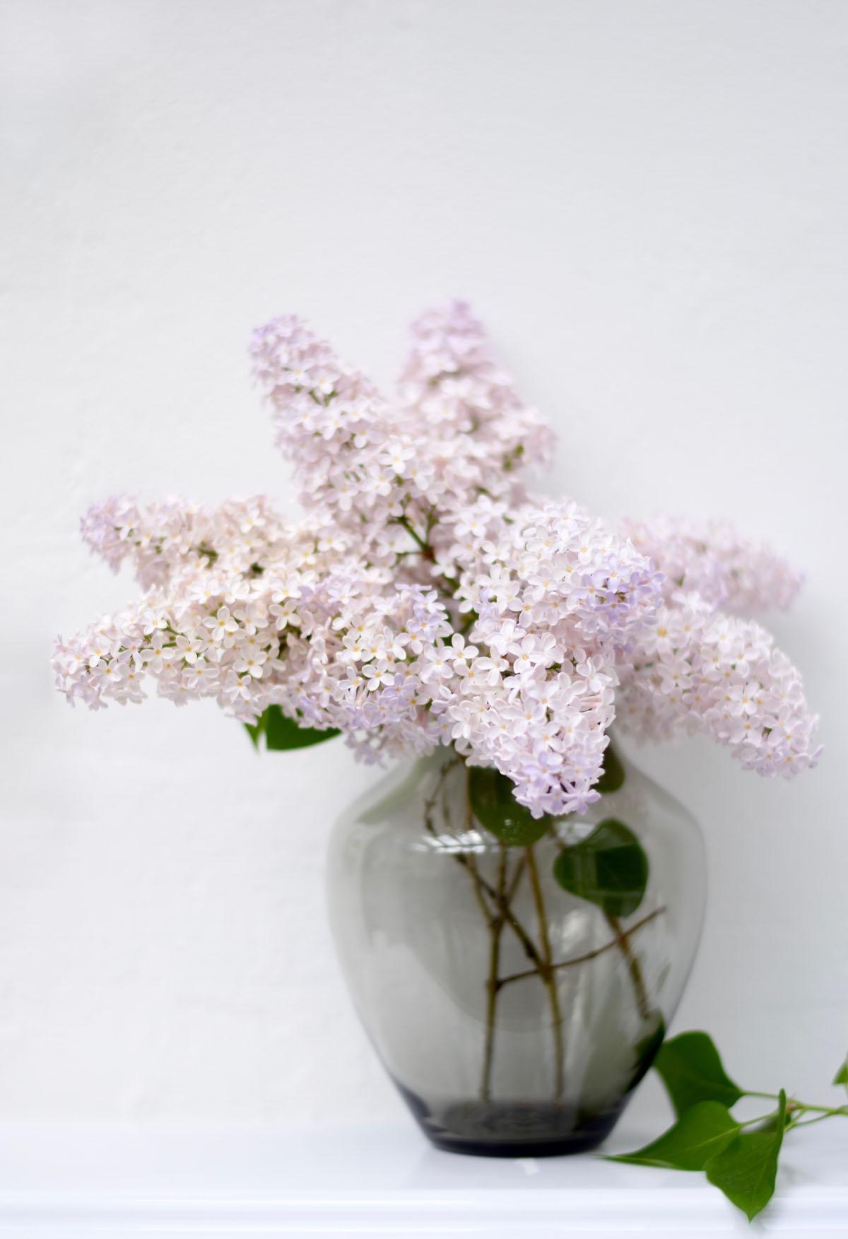 Mein Gartenflieder ist von zartem Lila ins Weiß-Rosé gewechselt. Schön!
#blumenliebe #Flieder #couchstyle