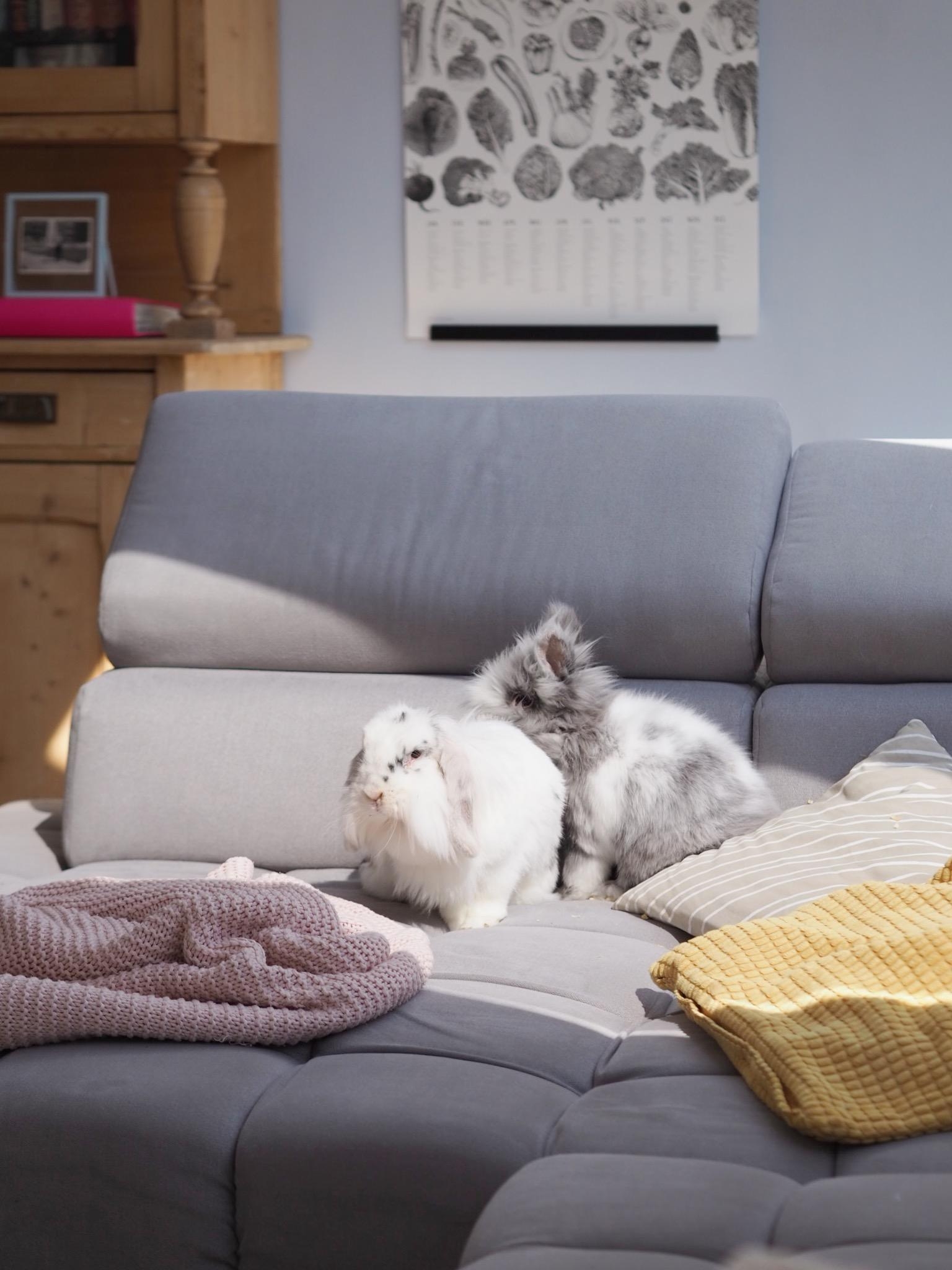 Mein heutiger Beitrag zur #livingchallenge #gemütlich 🐰🐰