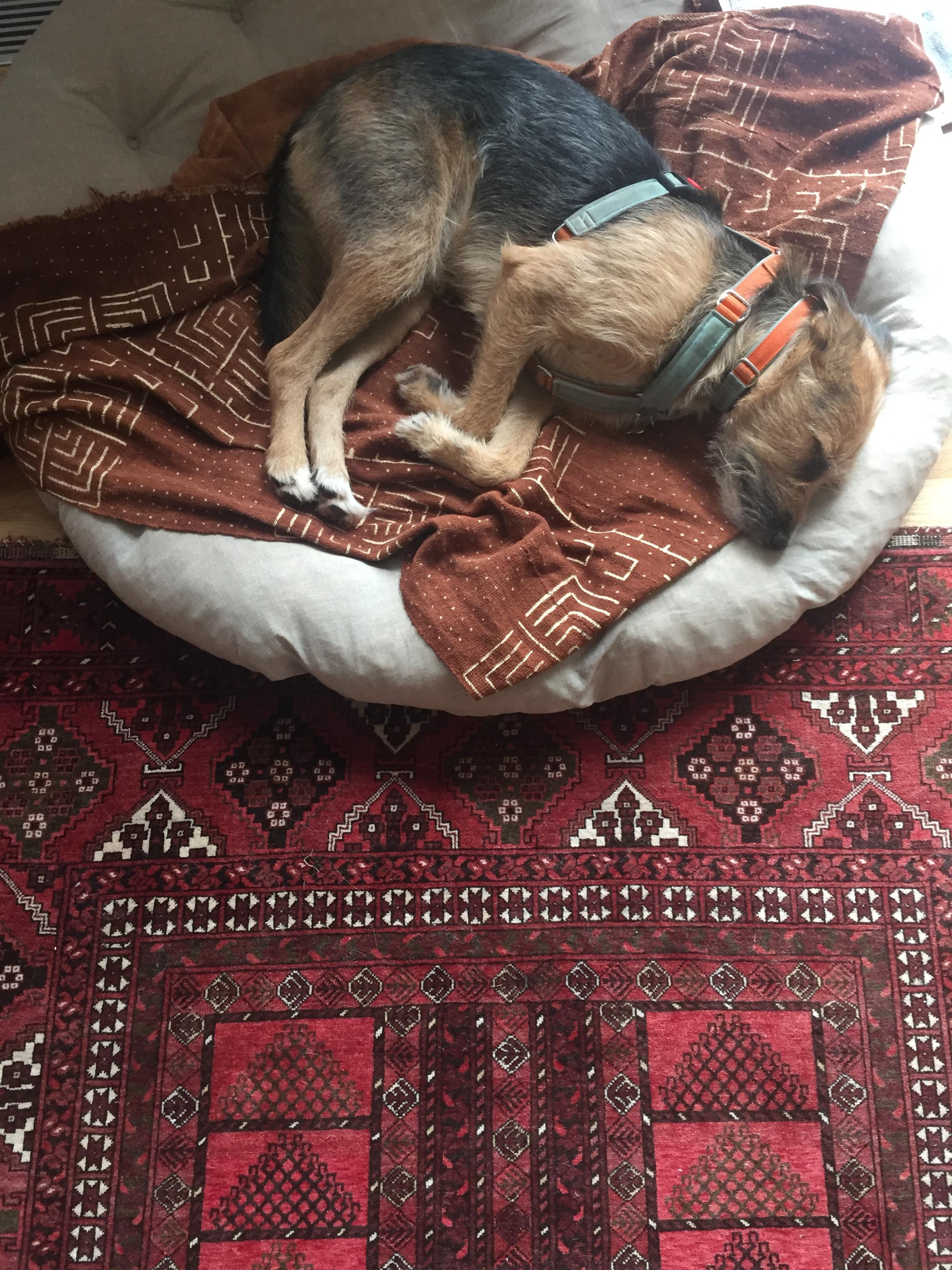 Mein Hund auf seinem Lieblingsplatz #luxusdog