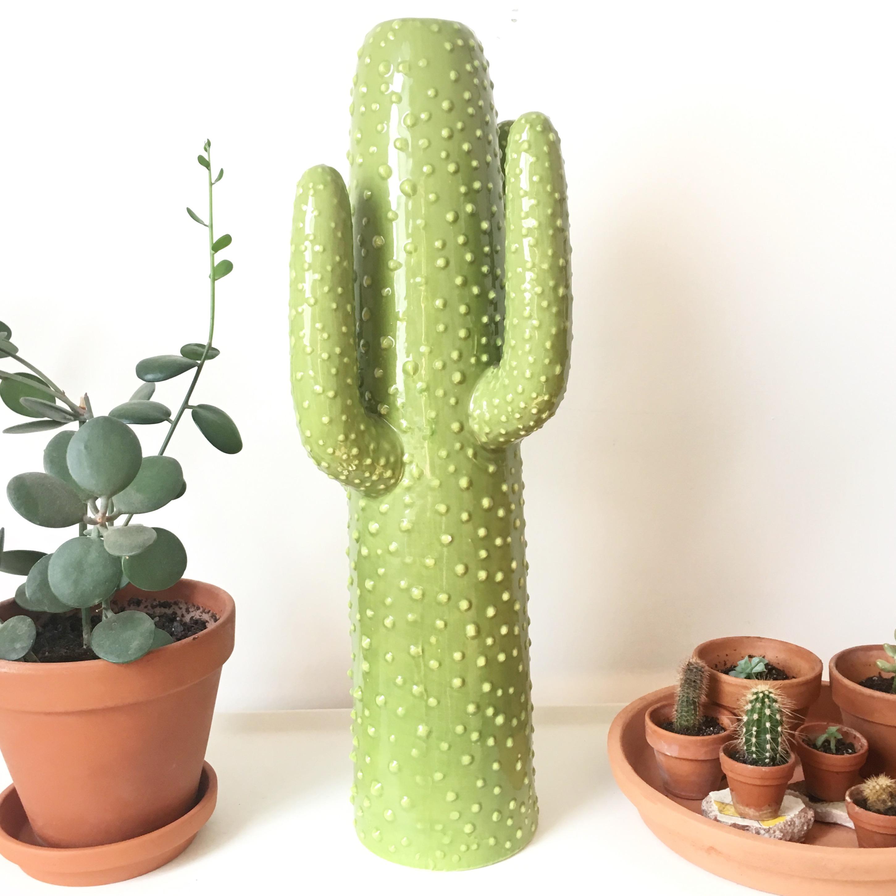 Mein immergrüner Kaktus #urbanjungle #kaktus #vase #
