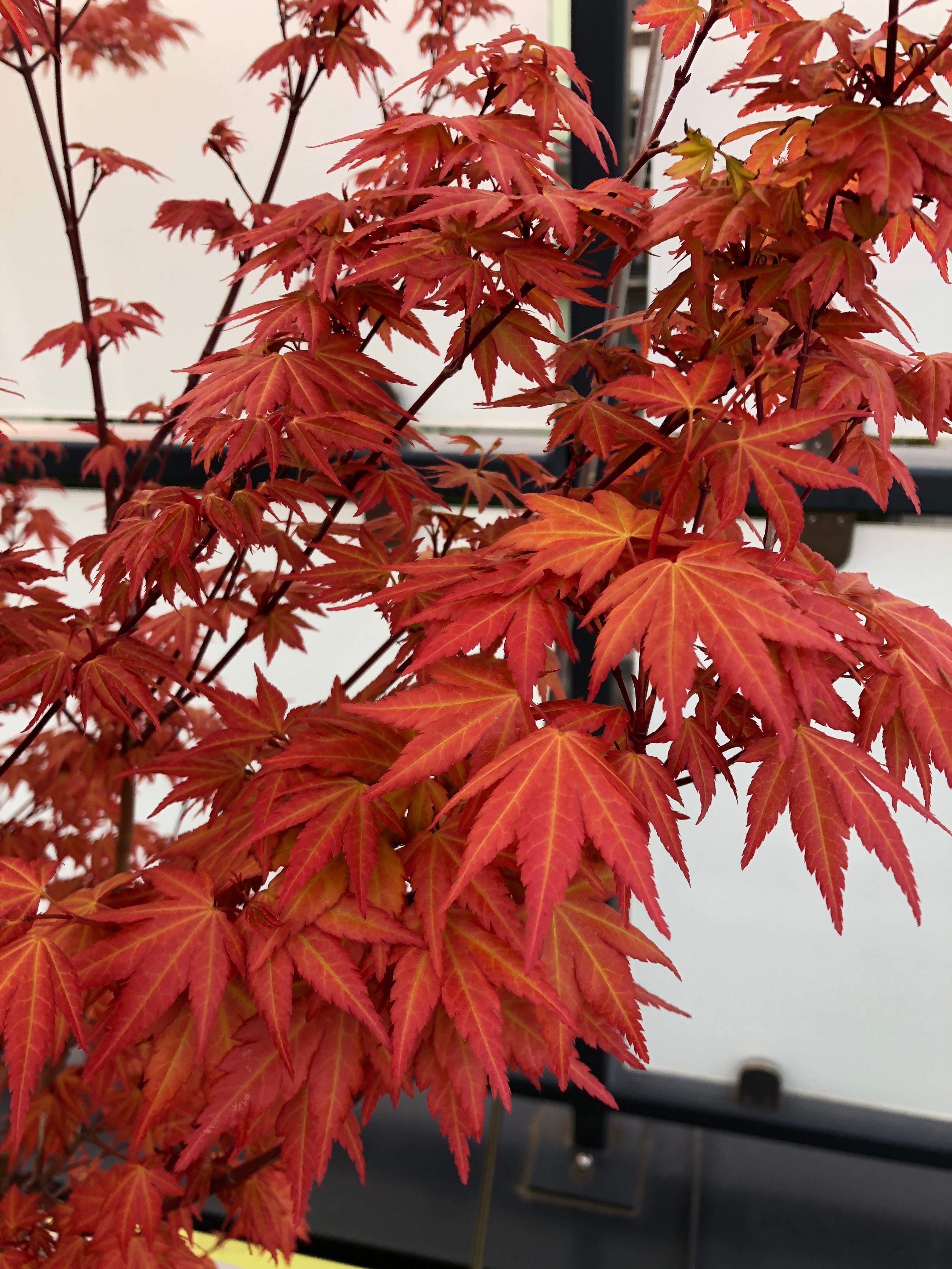 Mein japanischer Fächerahorn. 
Acer Palmatum 'Akane'
#pflanzen #livingchallenge