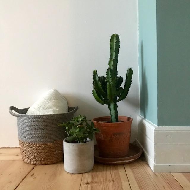 Mein kleiner grüner Kaktus. 🌵 #kaktus #kaktusliebe #newin #casa3oglinks #home #plants #plantsarefriends 