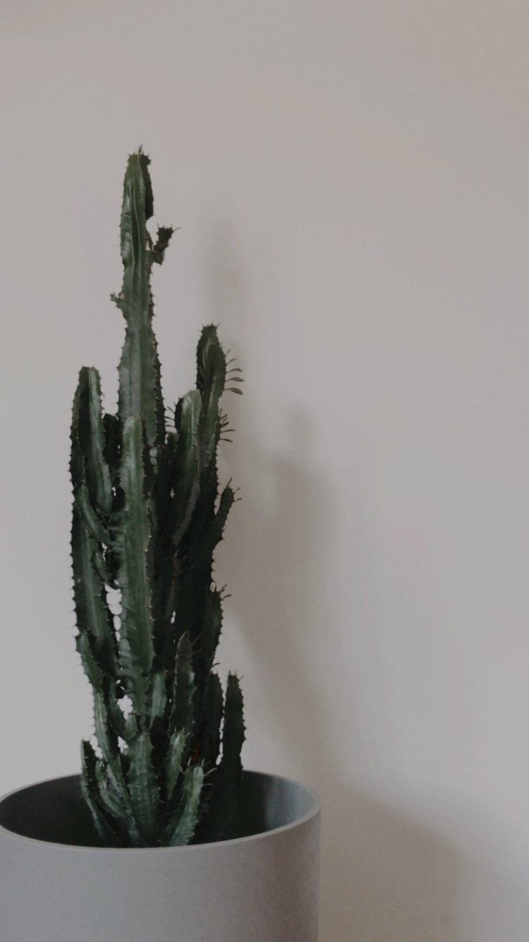 Mein kleiner grüner Kaktus. 🌵 #kaktus #plants #details 