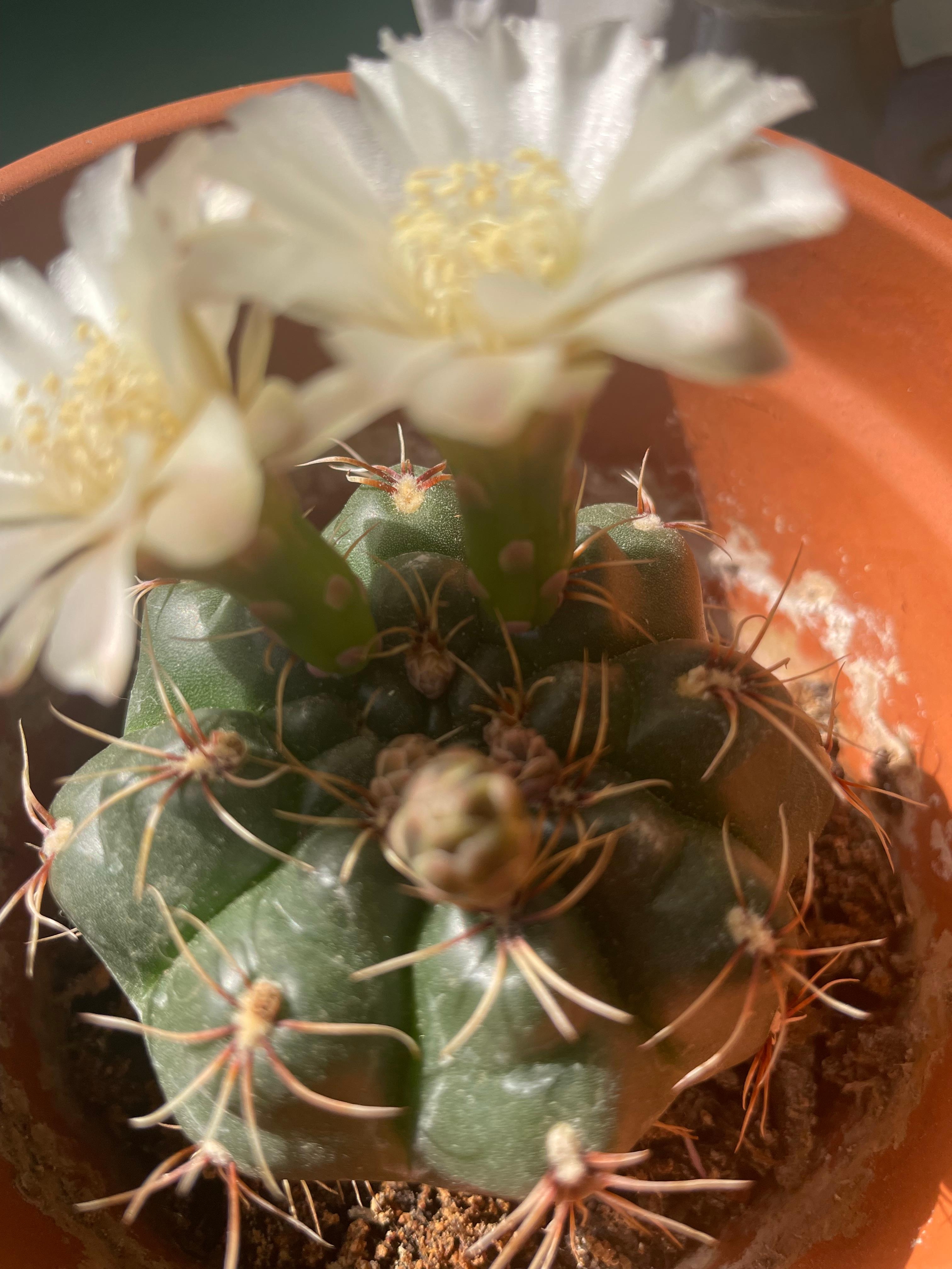 Mein kleiner grüner Kaktus 🌵.