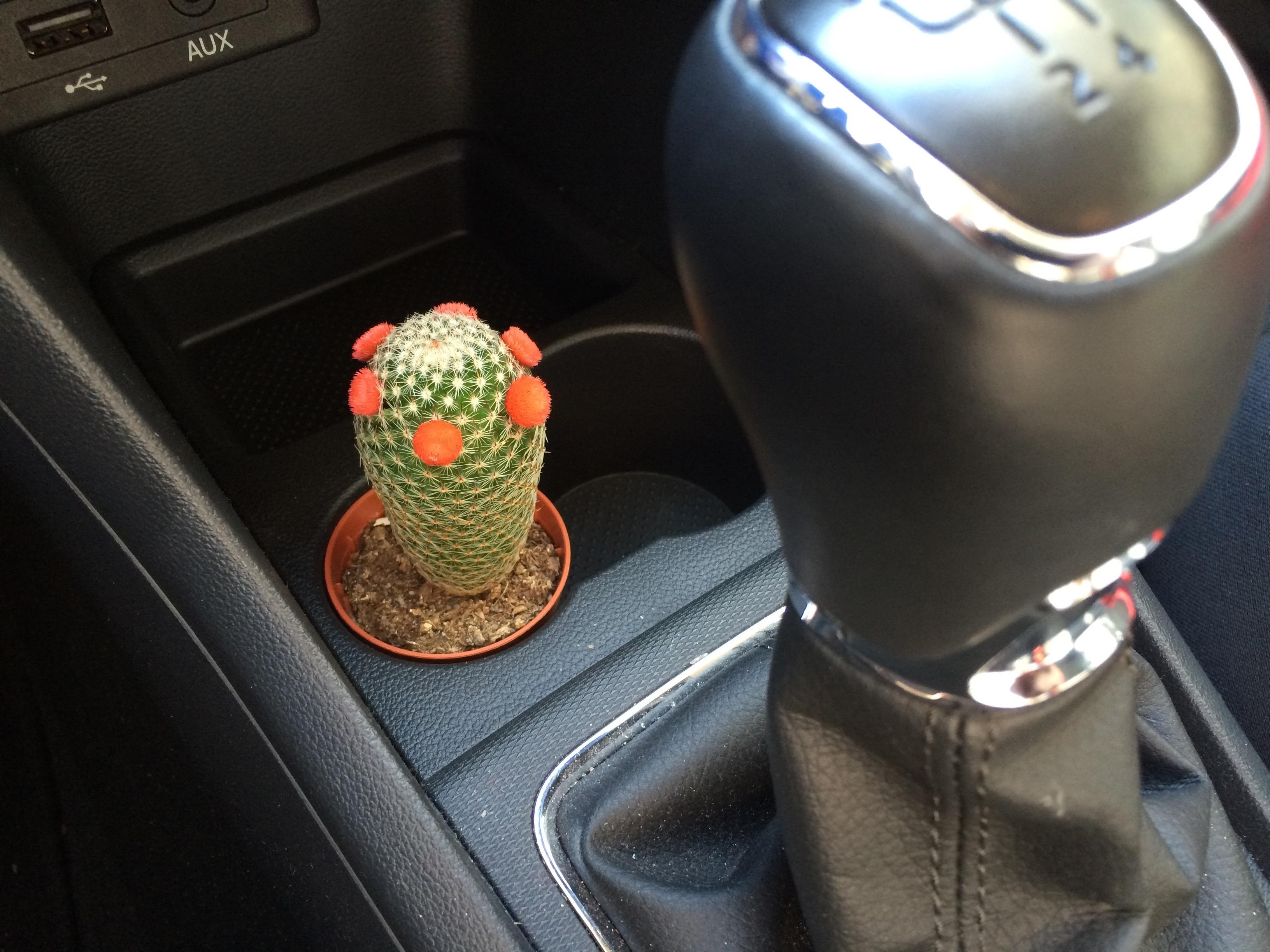 Mein kleiner grüner #Kaktus steht ...in meinem Auto drin ;-) #kakteen #malanders 