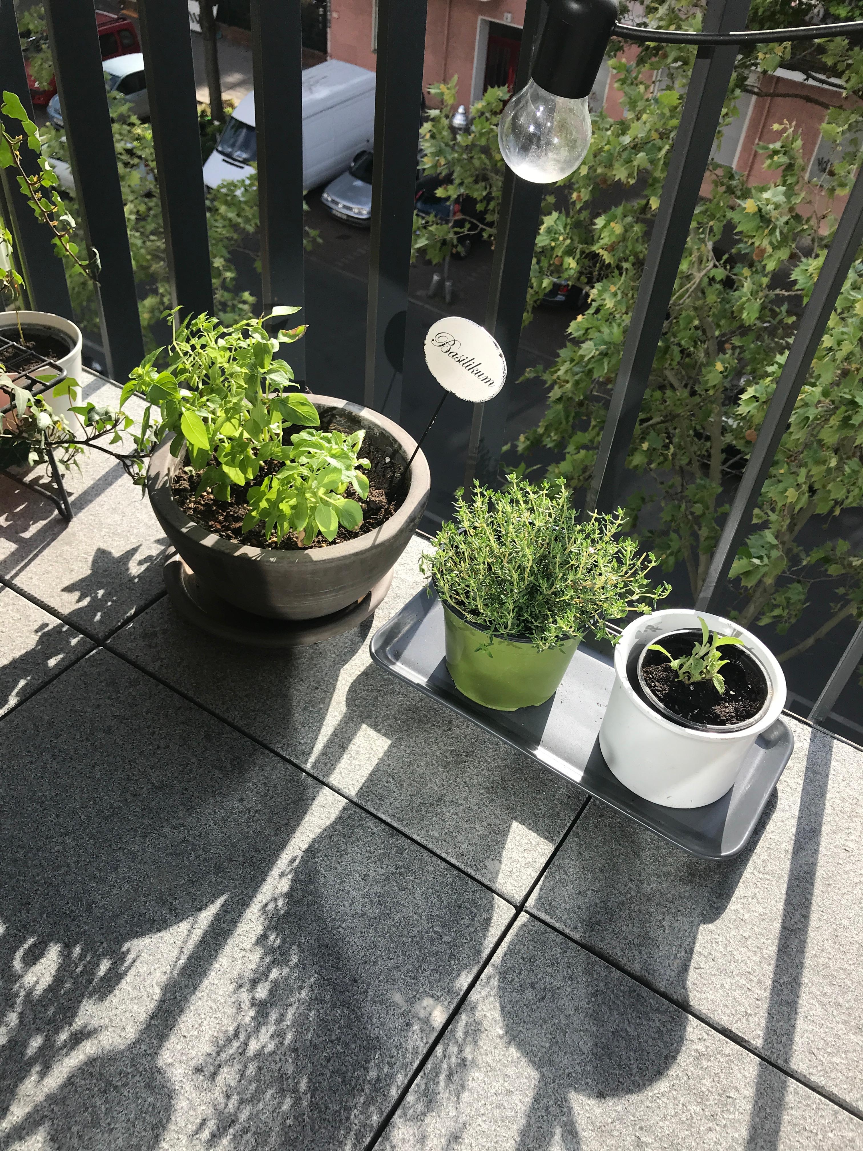 Mein kleiner Kräutergarten 🌱🍃
#balkon #zuhause #frühling