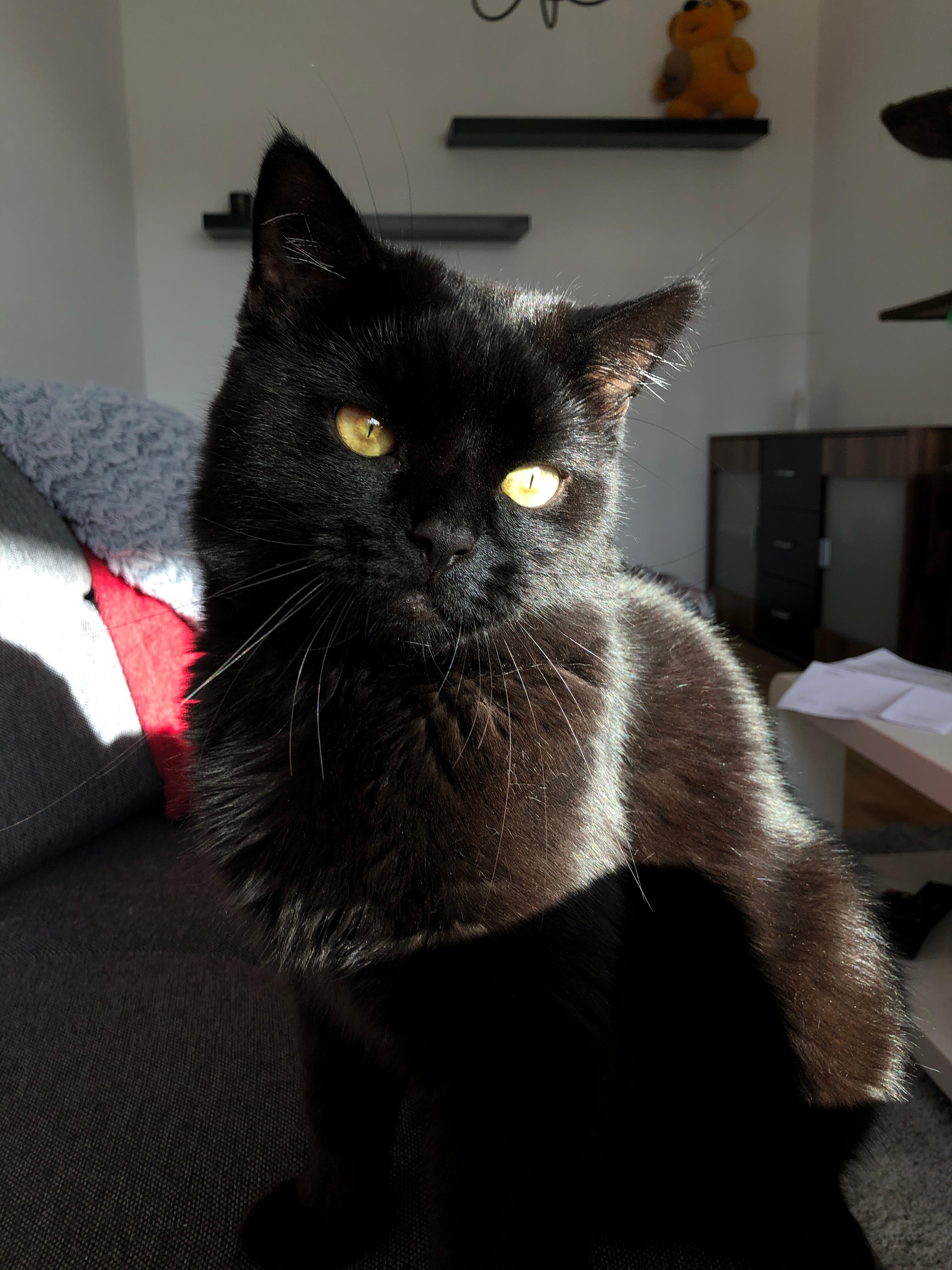 Mein kleines Model 🐱 #blackcat #haustier #katze #schwarz #schwarzekatze #Kater #cat #furbaby #augen #katzenaugen #sonne