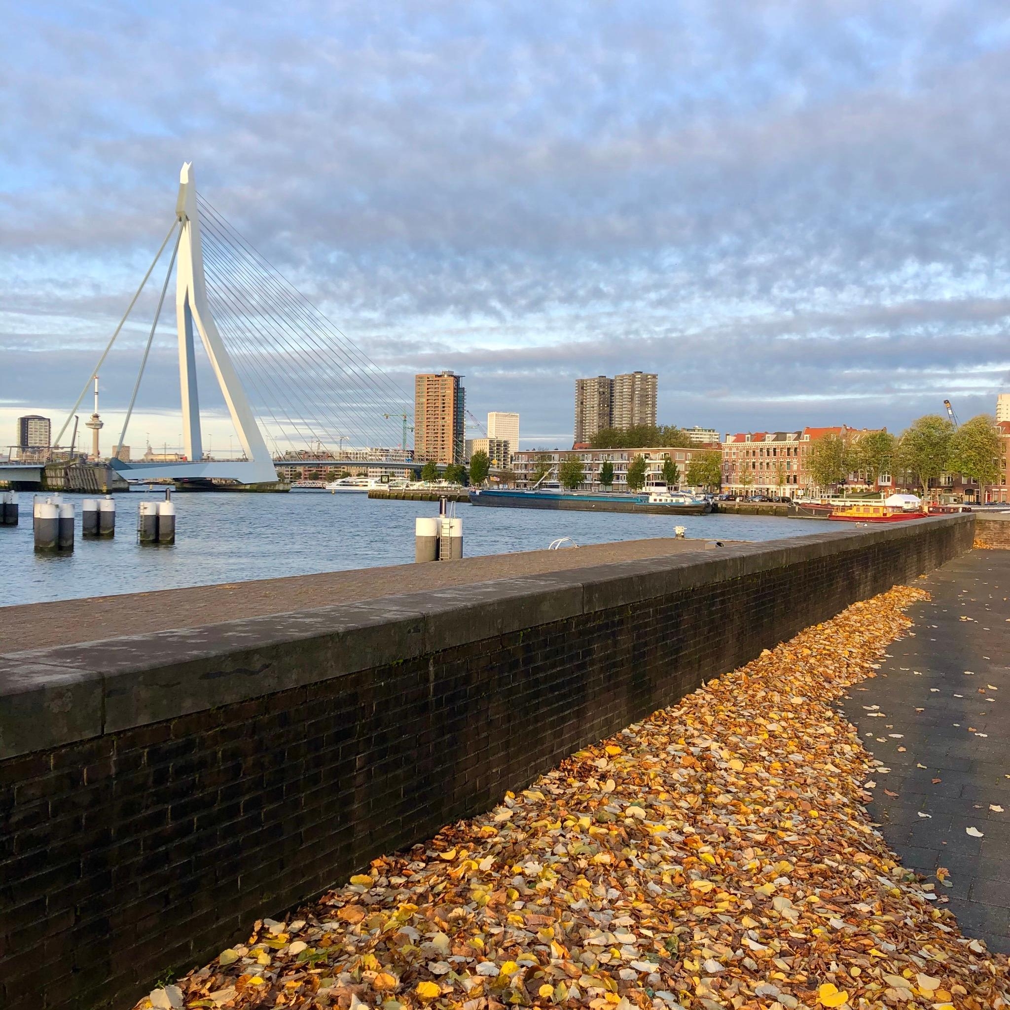 Mein letzter #städtetrip ging nach Rotterdam. Auf dem Bild die Erasmusbrug, eines der Wahrzeichen. #travelchallenge