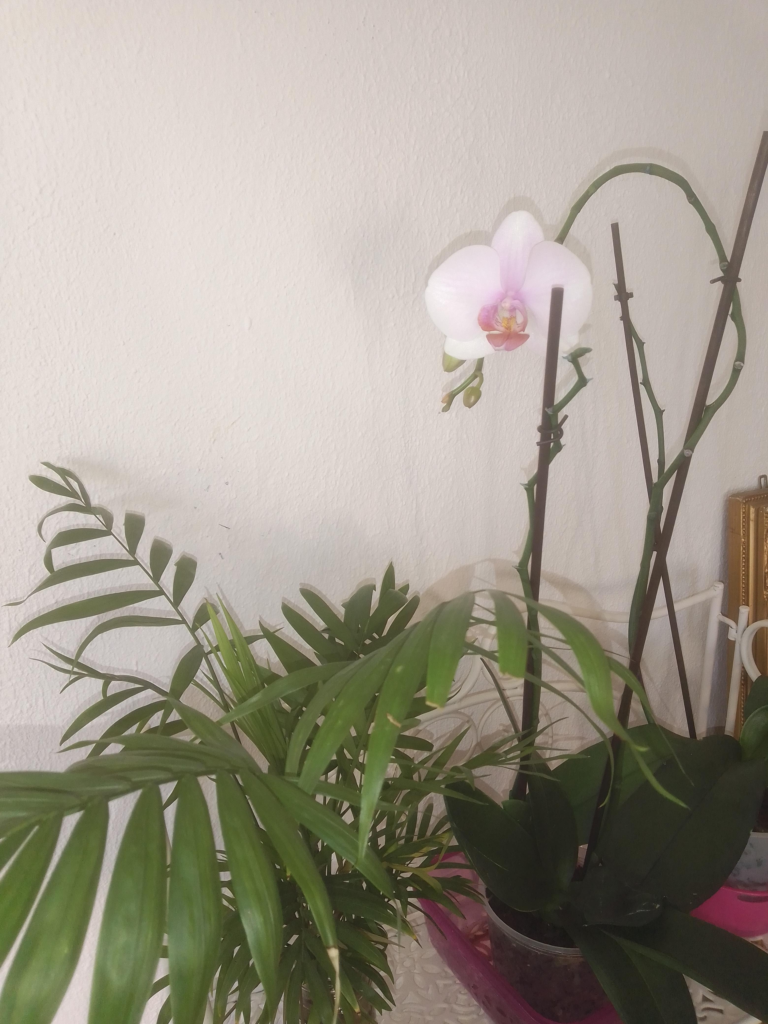 Mein Lieblingsraum 💚🌿🌺 ein bisschen Grün zu Hause hat noch niemanden geschadet
#orchideen #plantlovers