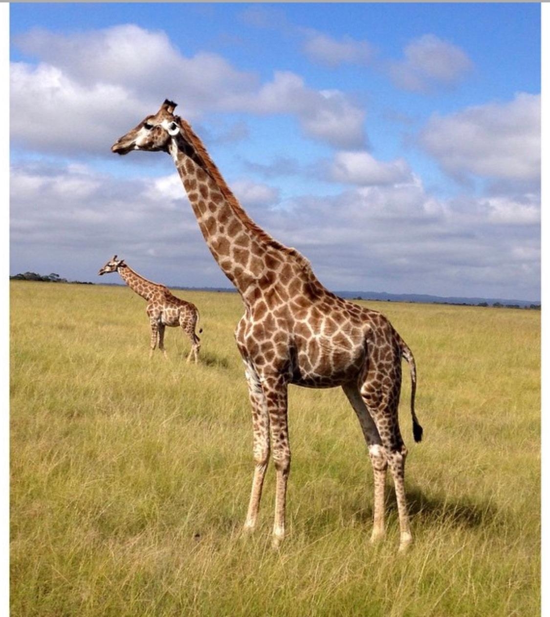 Mein mit Abstand #schönsterurlaub war auf Safari in Südafrika. Unfassbar schön! #travelchallenge 💚