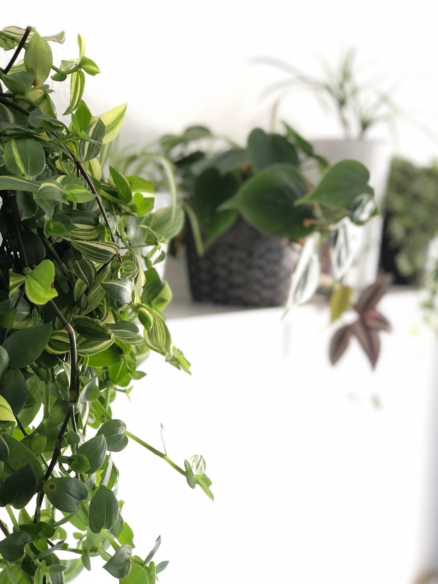 Mein Pflanzenregal wächst 🌿 #plantlove #mybedroom #plantsininterior