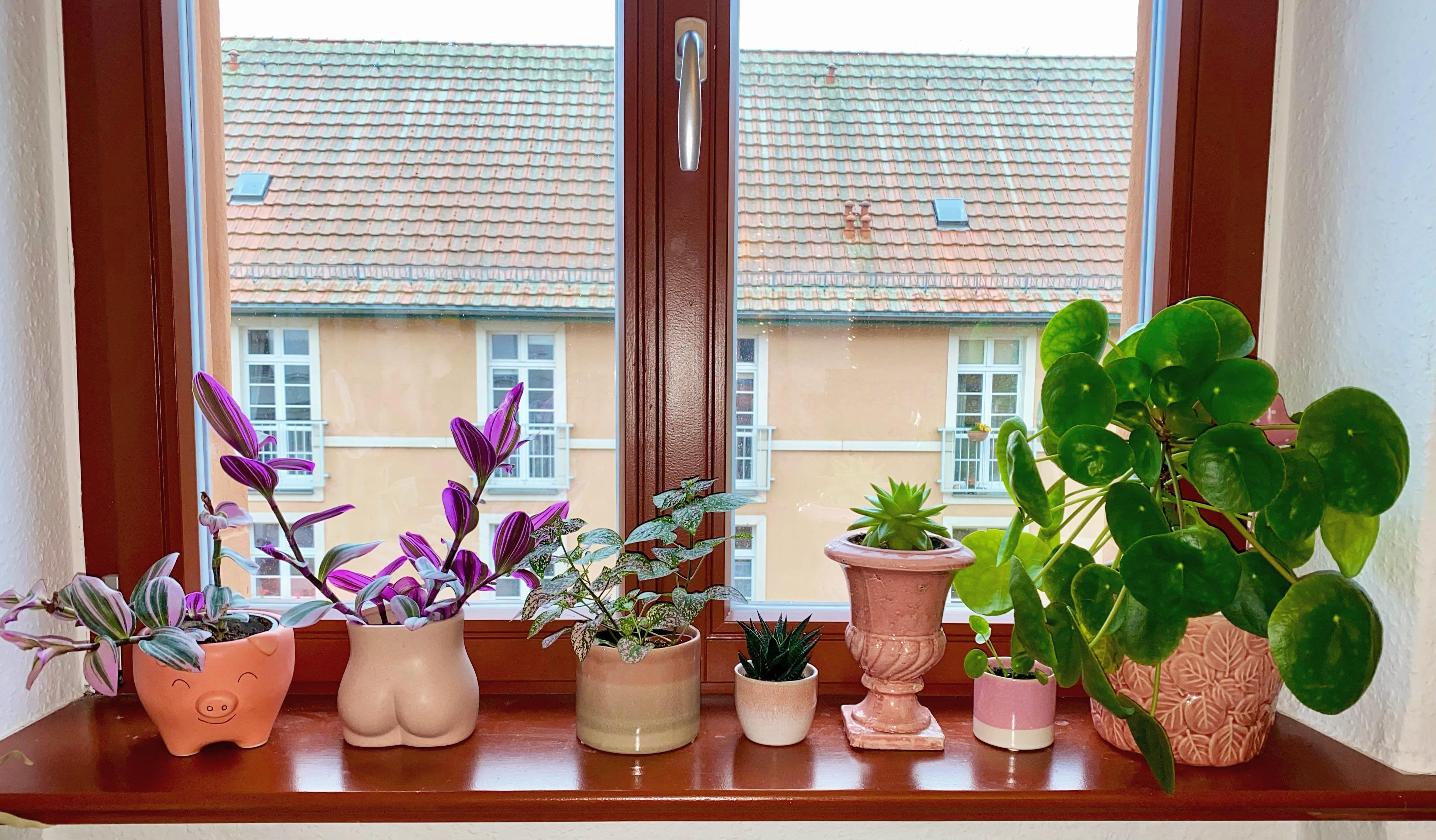 Mein „pinkes“ Fensterbrett 💕 #pflanzen 