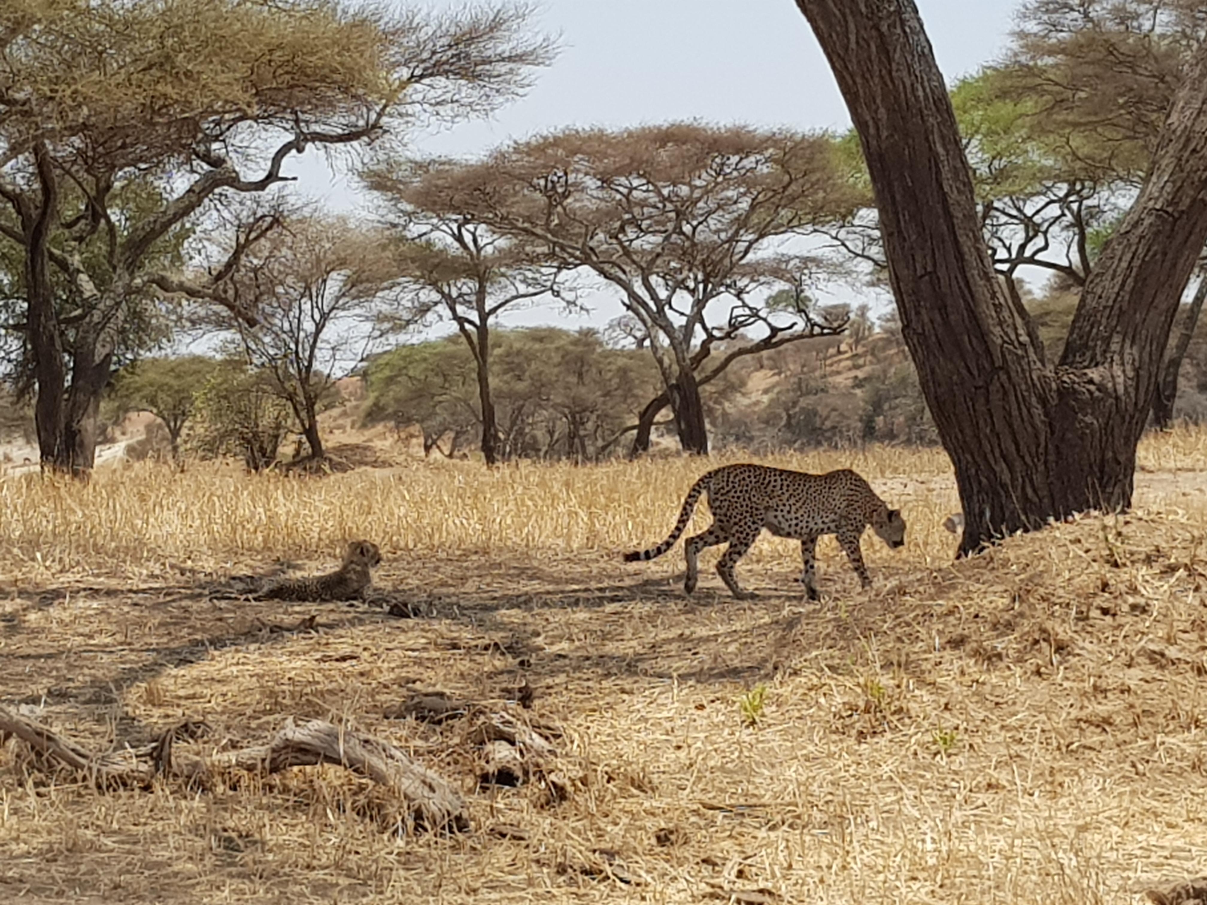Mein schönster Urlaub war definitiv Safari in Tansania im September letzten Jahres #travelchallenge #meinschönsterurlaub