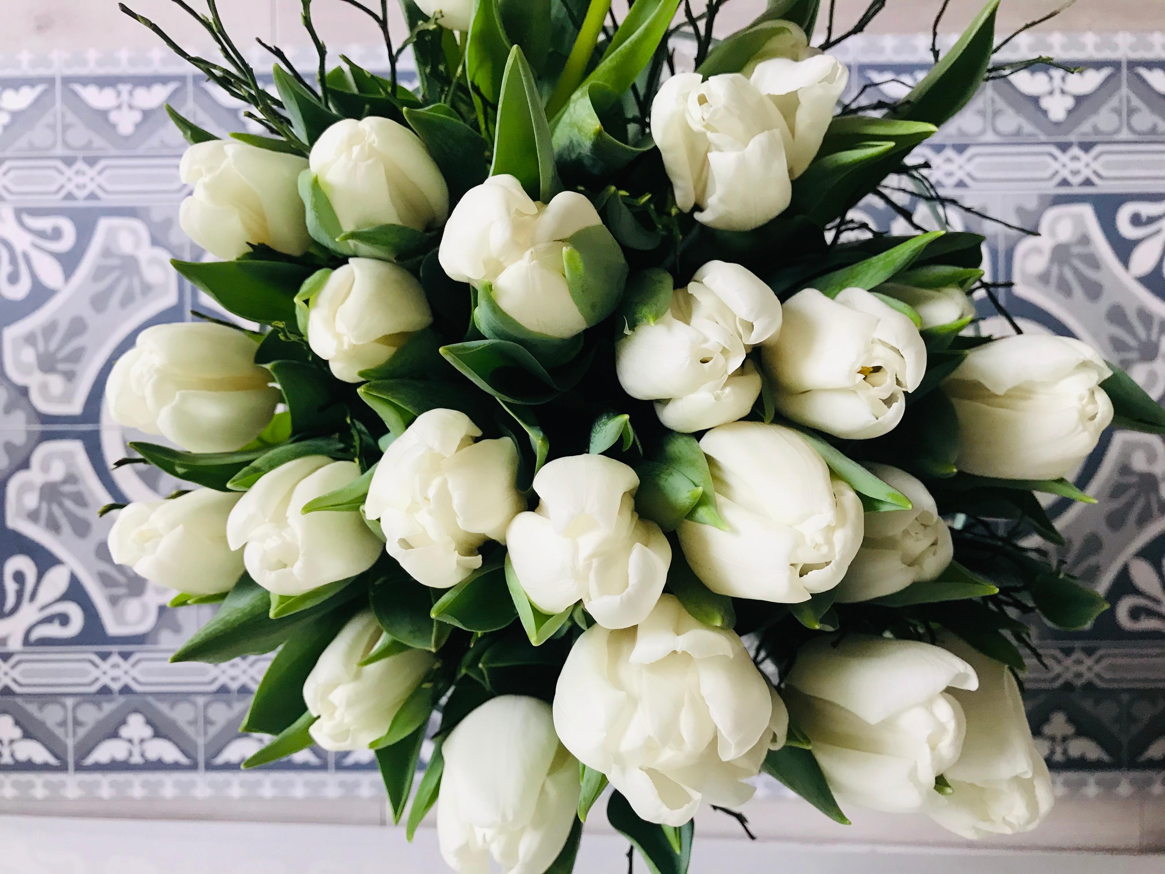 Meine absoluten Lieblingsblumen .. weiße Tulpen 🤍 