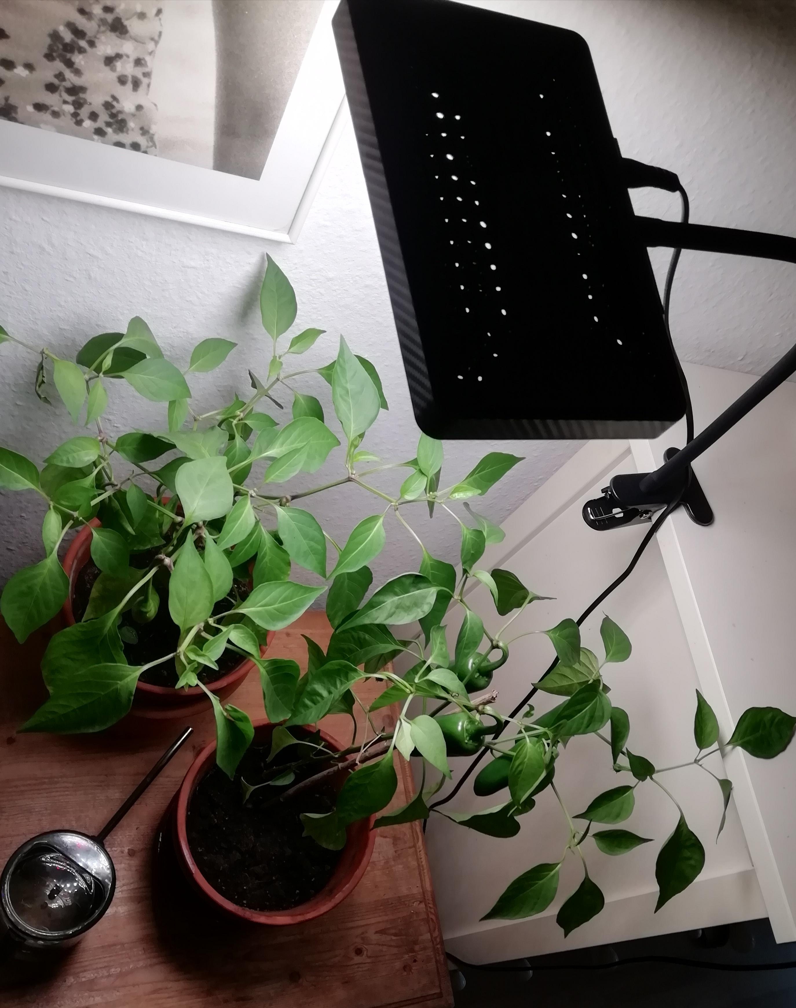 Meine Chilis haben ein Blumenlicht bekommen damit sie nun noch rot und feurig werden. #EigeneZucht #ScharfeSache