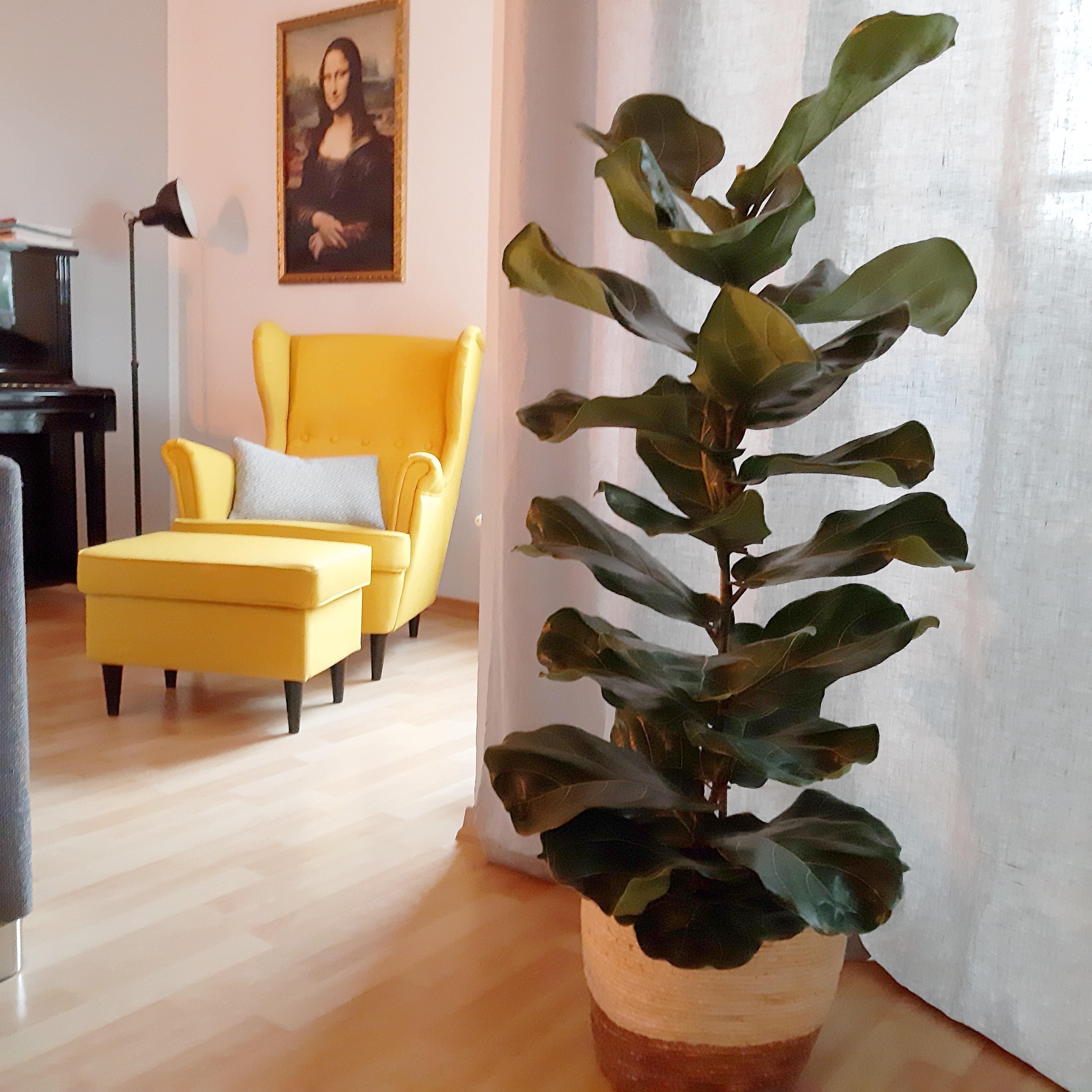 Meine gemütliche Ecke im #wohnzimmer mit quietschgelbem Ohrensessel. #couchstyle #pflanzen #gemütlich