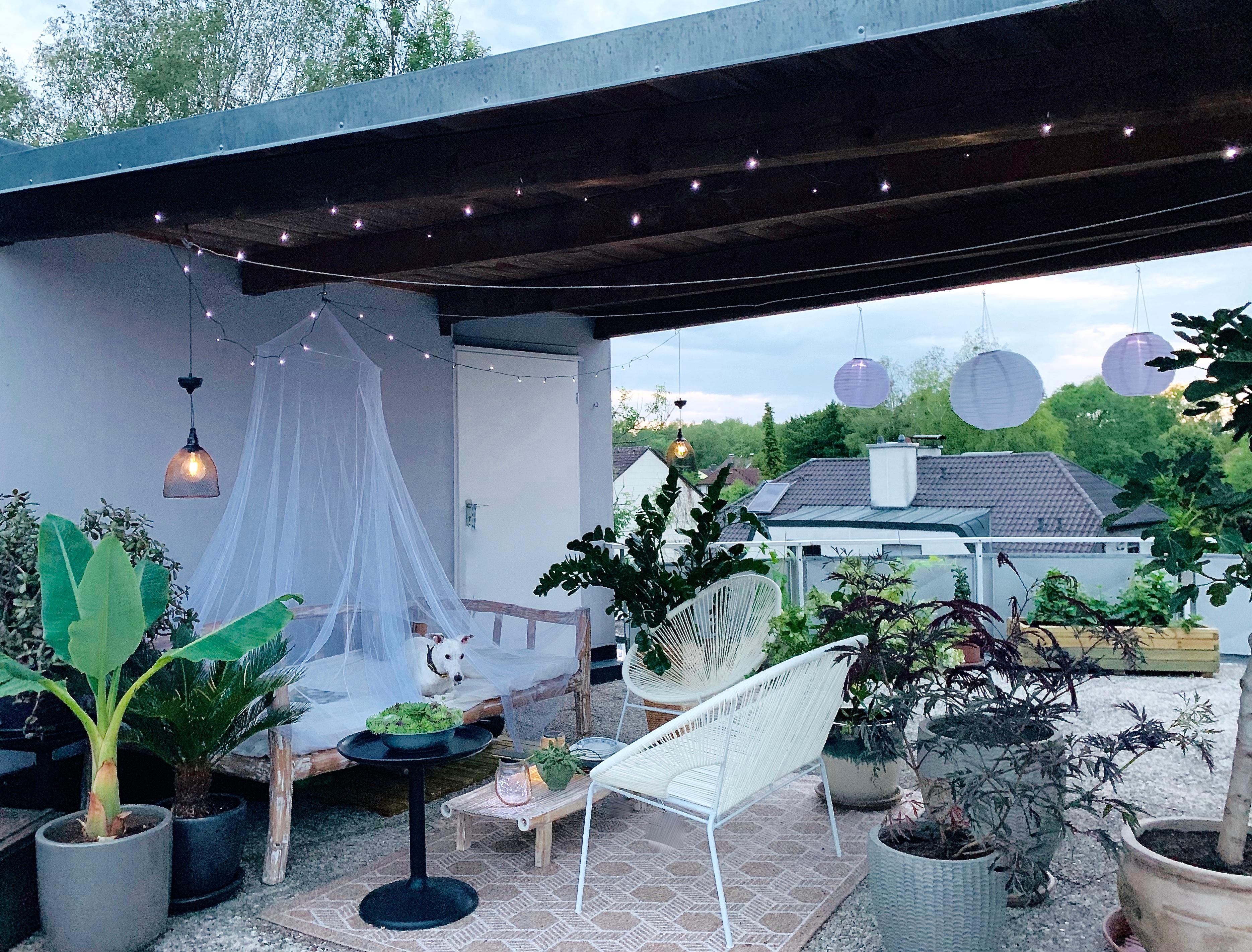 Meine kleine Dach-Oase 🌱 #rooftop #sommerabend #dachterrasse #urbangardening #livingwithplants #daybed #lovesummer