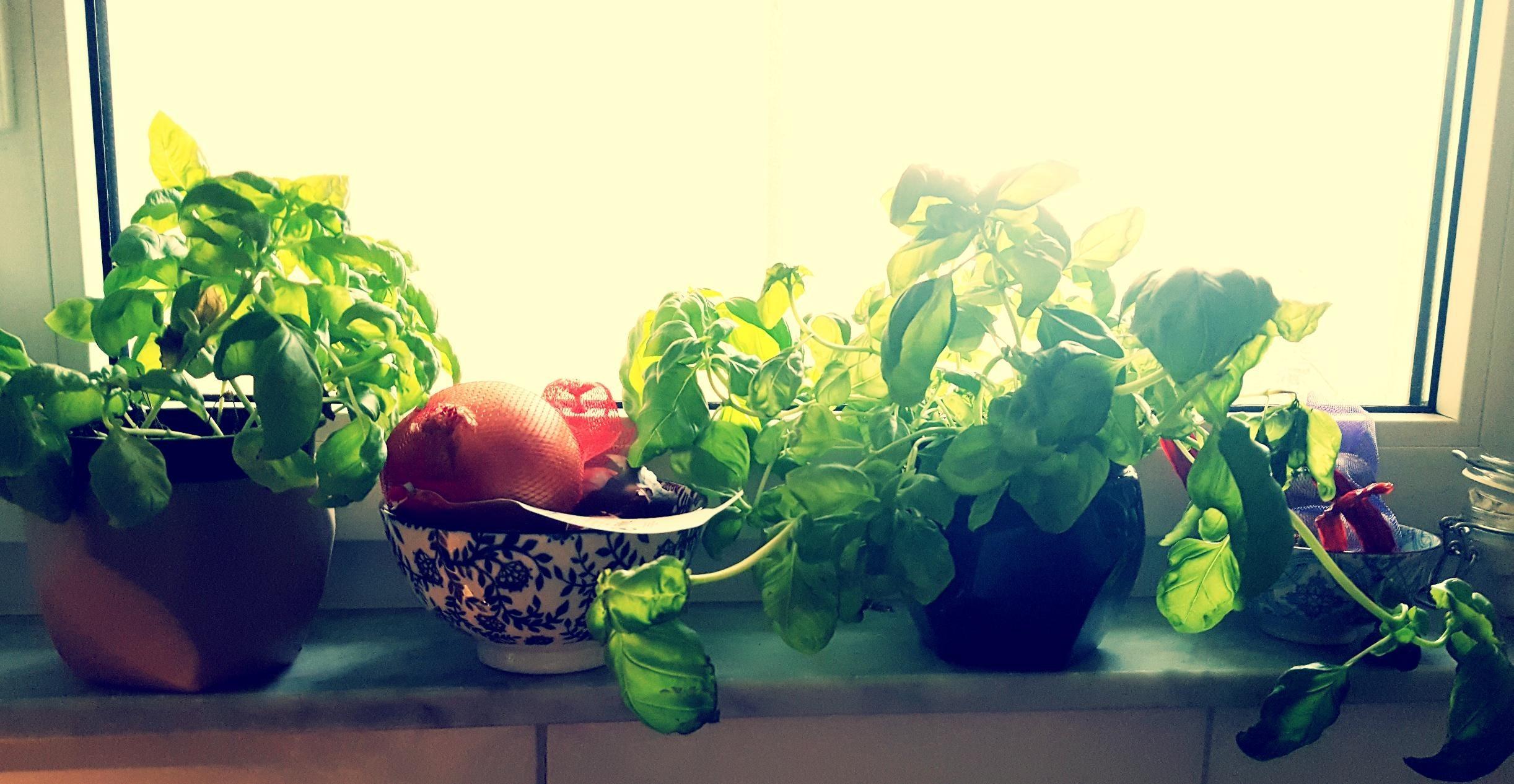 Meine kleine Kräuterecke. Das leuchtende Grün ist wundervoll in der Küche. #Küche #Kräuter #Urlaubsfeeling