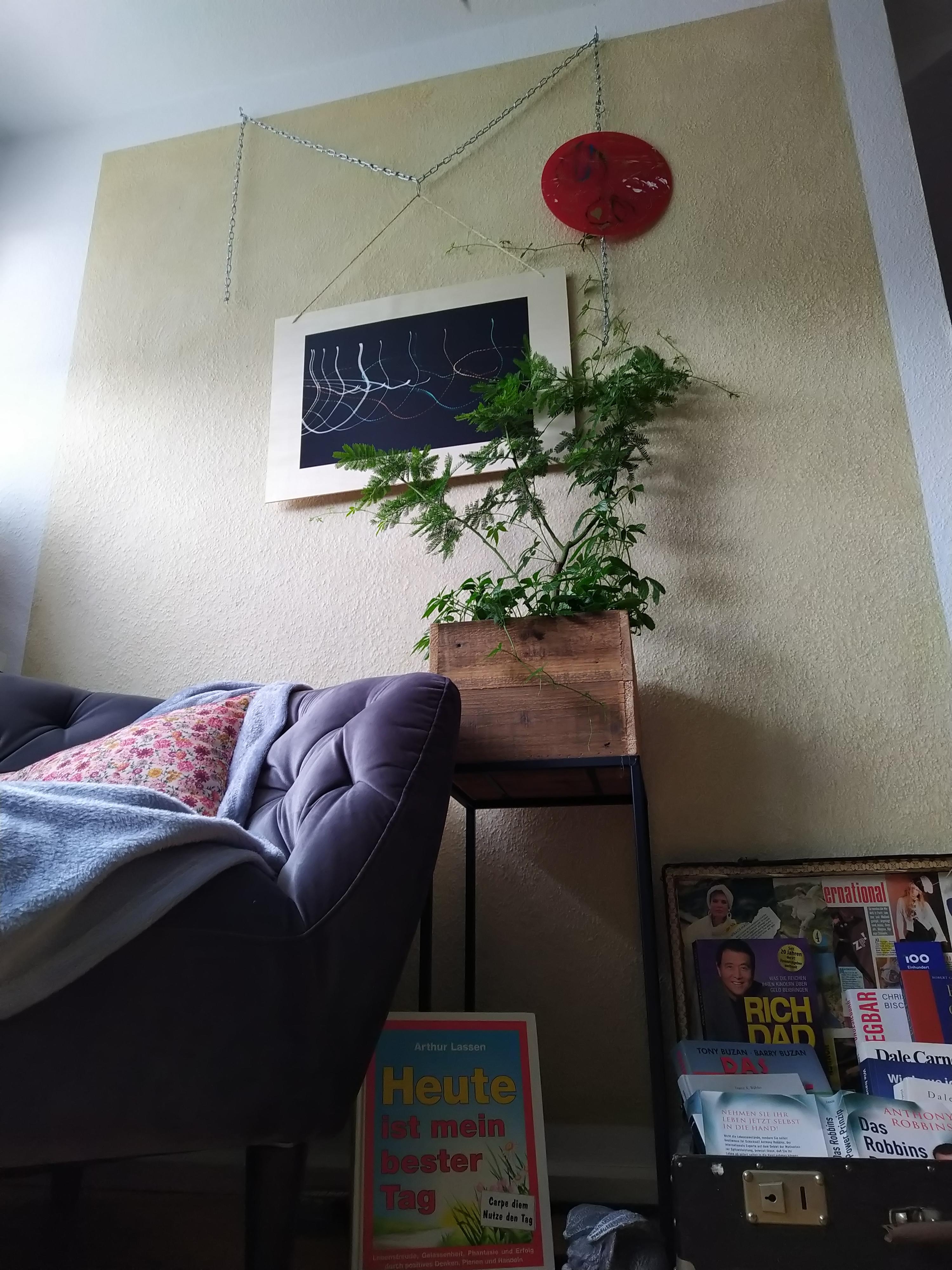 Meine kleine Lese-Ecke
#leseecke#diy#pflanzen #rankpflanze#bücher #couchliebt#fotografie #wohnzimmer#pflanzenliebe