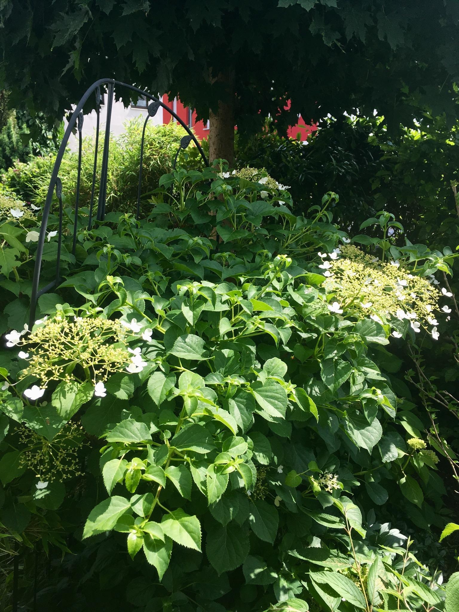 Meine Lieblings-Hortensie ist unsere weiße Kletterhortensie mit ihren zarten Blüten 😍 #hortensienwoche #gartenglück