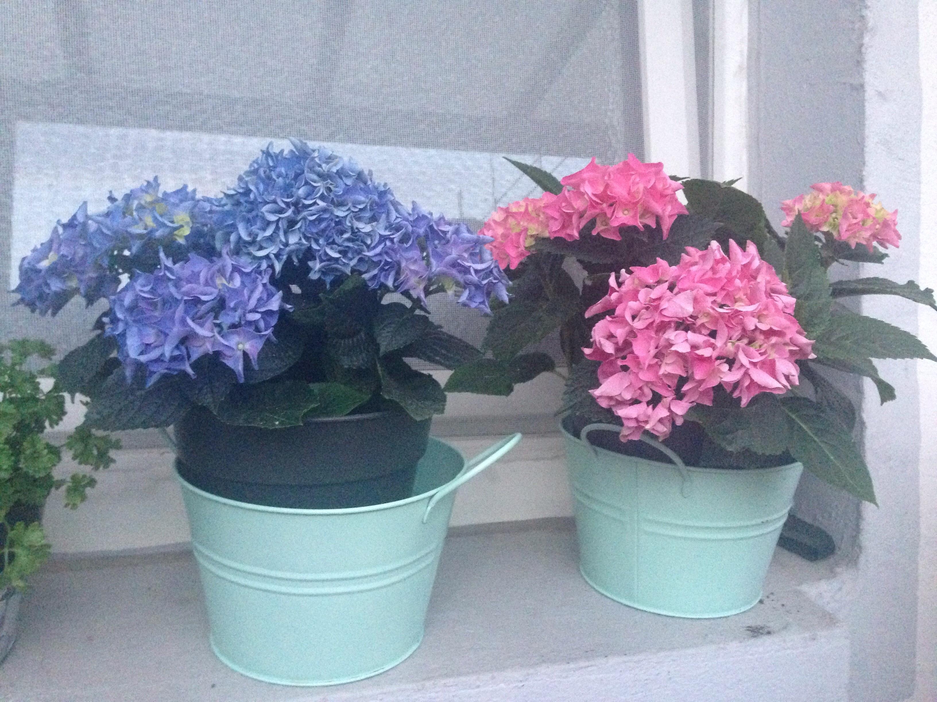 Meine Lieblingsblumen💖