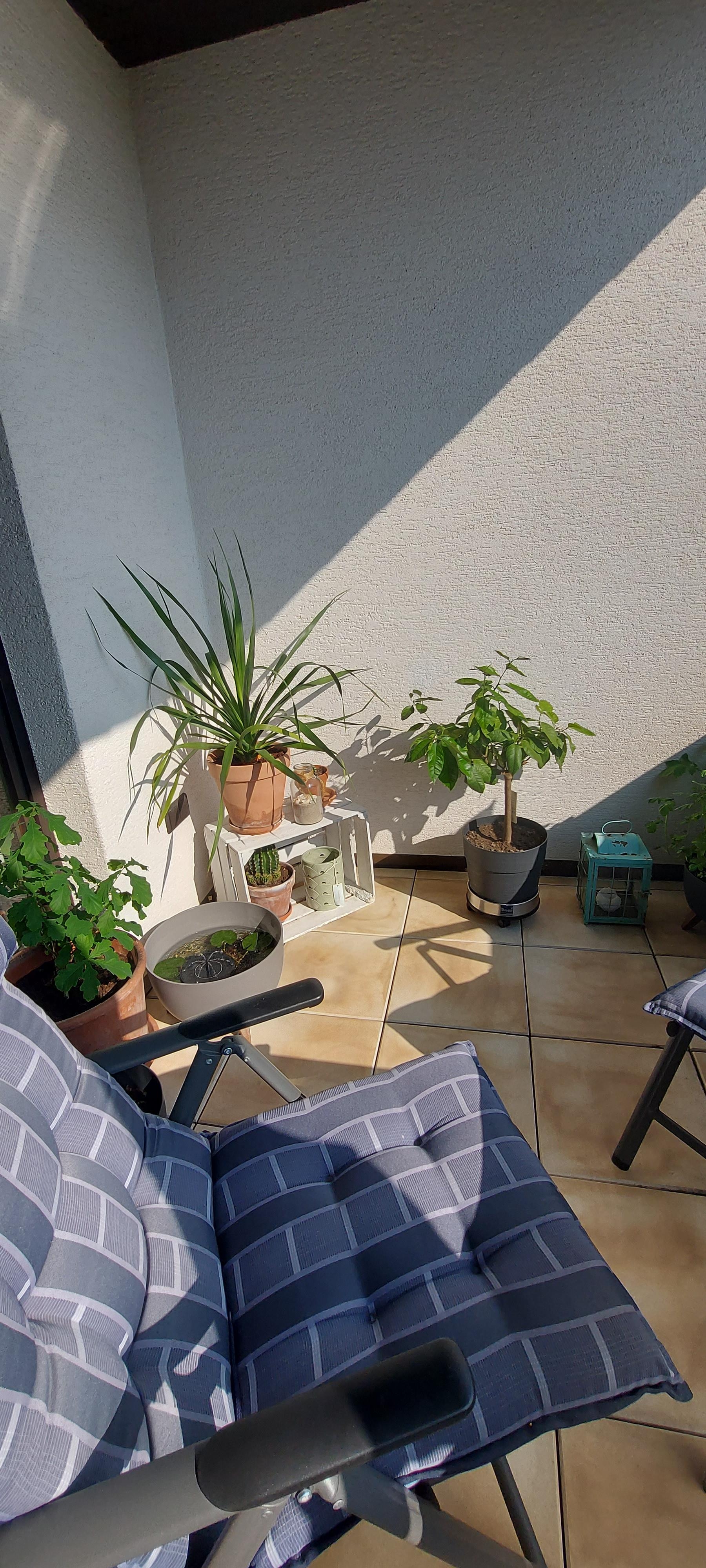 Meine Lieblingsecke 

#auszeit #livingchallenge #balkon #sonne #Miniteich 