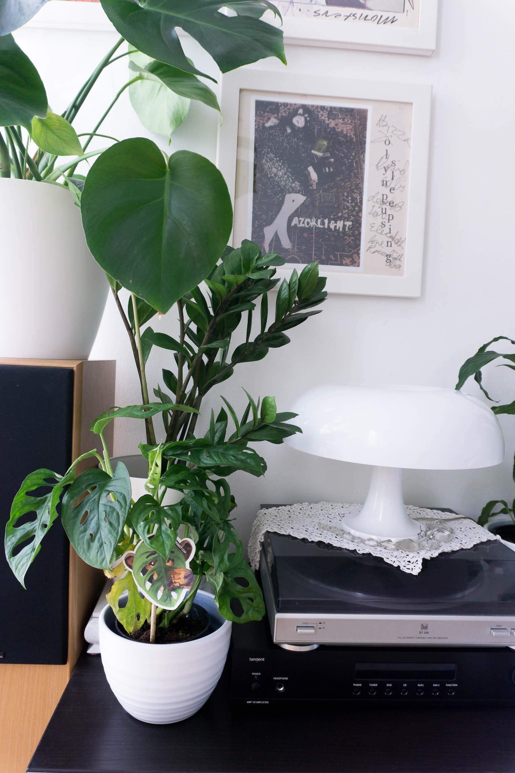 Meine Lieblingspflanze: #monstera obliqua
#indoorgarden #plantlover #urbangarden 