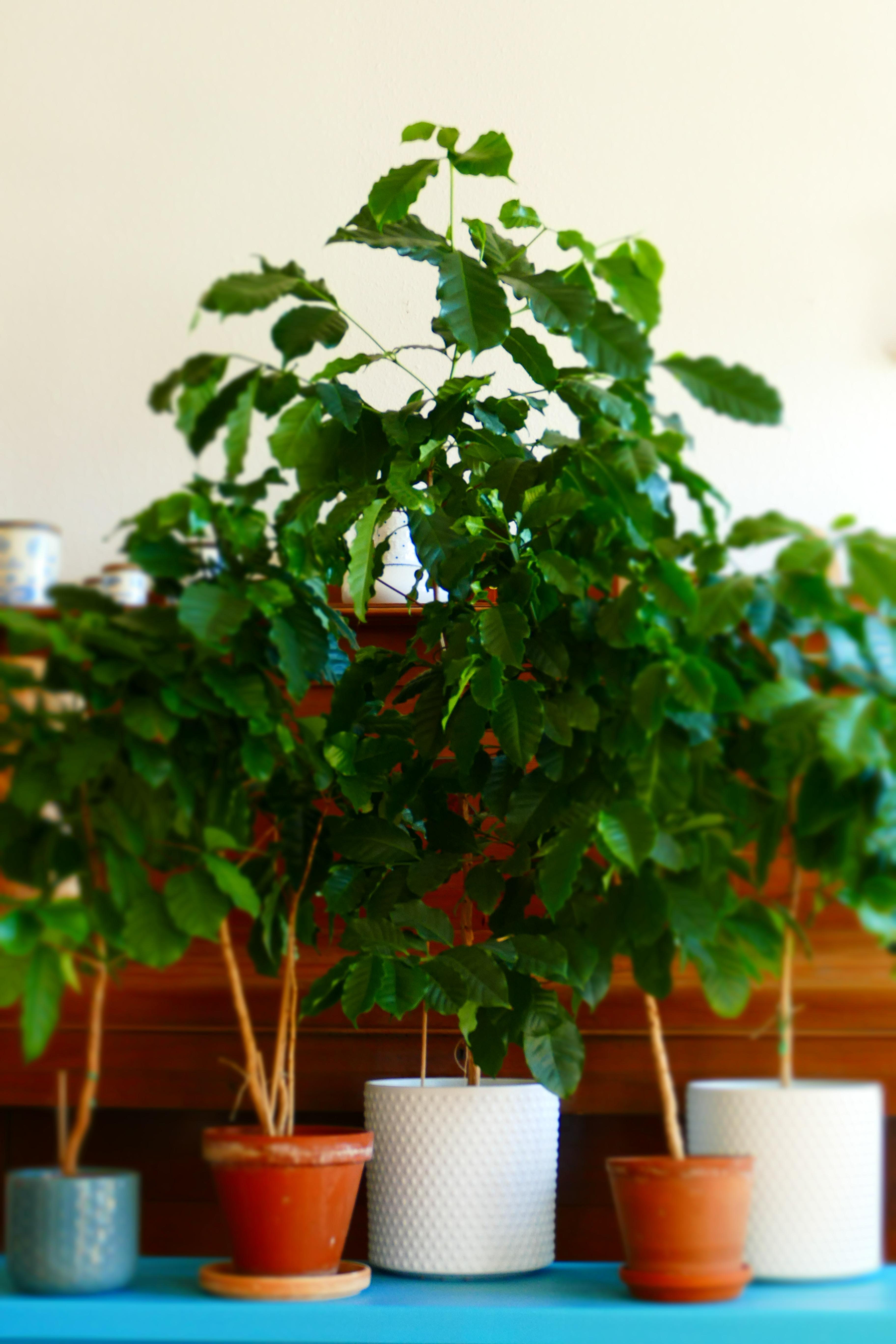Meine liebste #zimmerpflanze sind meine Kaffeepflanzen...eine eigene kleine Plantage 😊
#livingchallenge