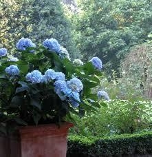 Meine liebsten Blumen Hortensien traumhaft