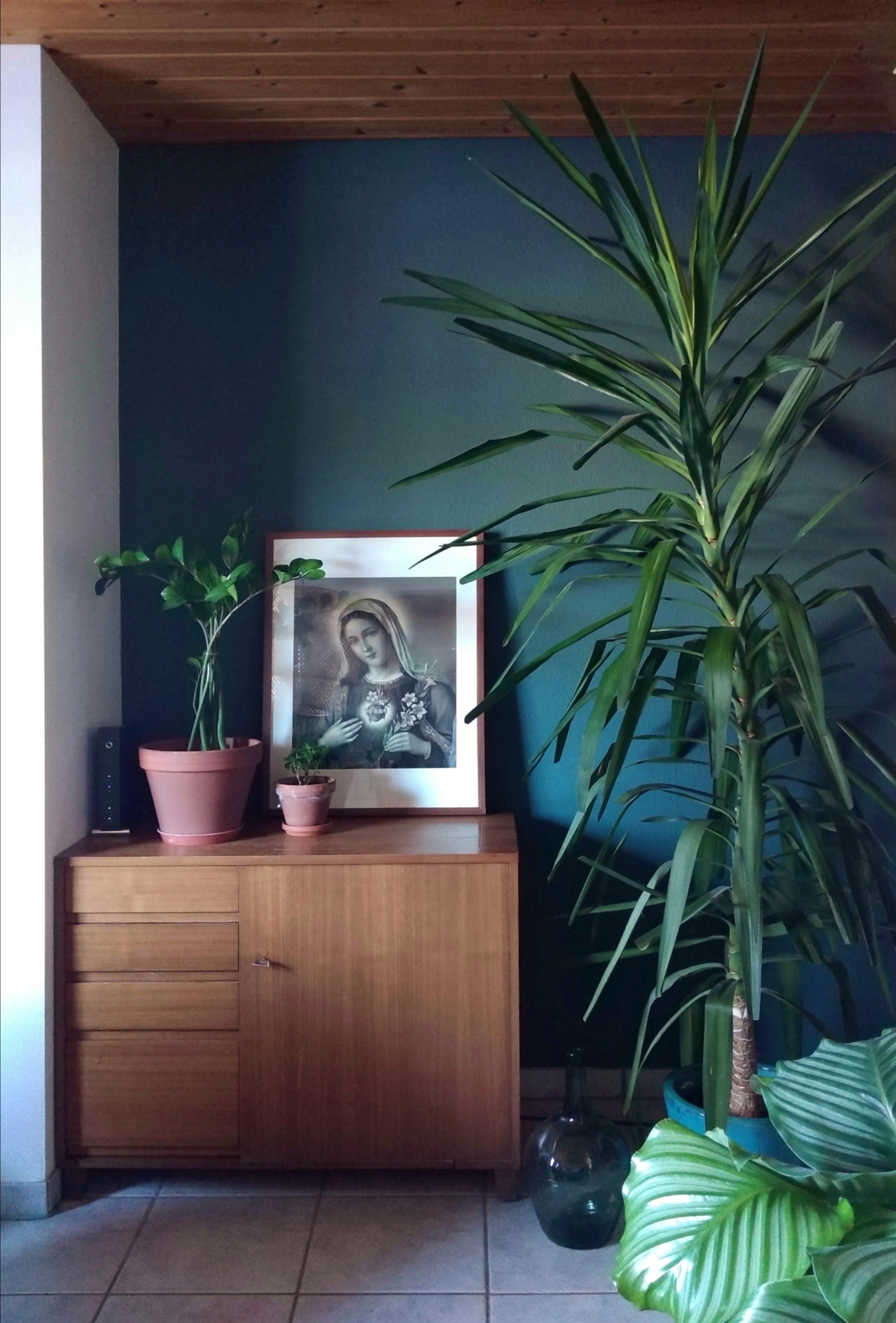 Meine neue, große Mitbewohnerin ist eingezogen. #wohnzimmer #yucca #palme #pflanzenliebe #schönerwohnenfarbe #vintage 