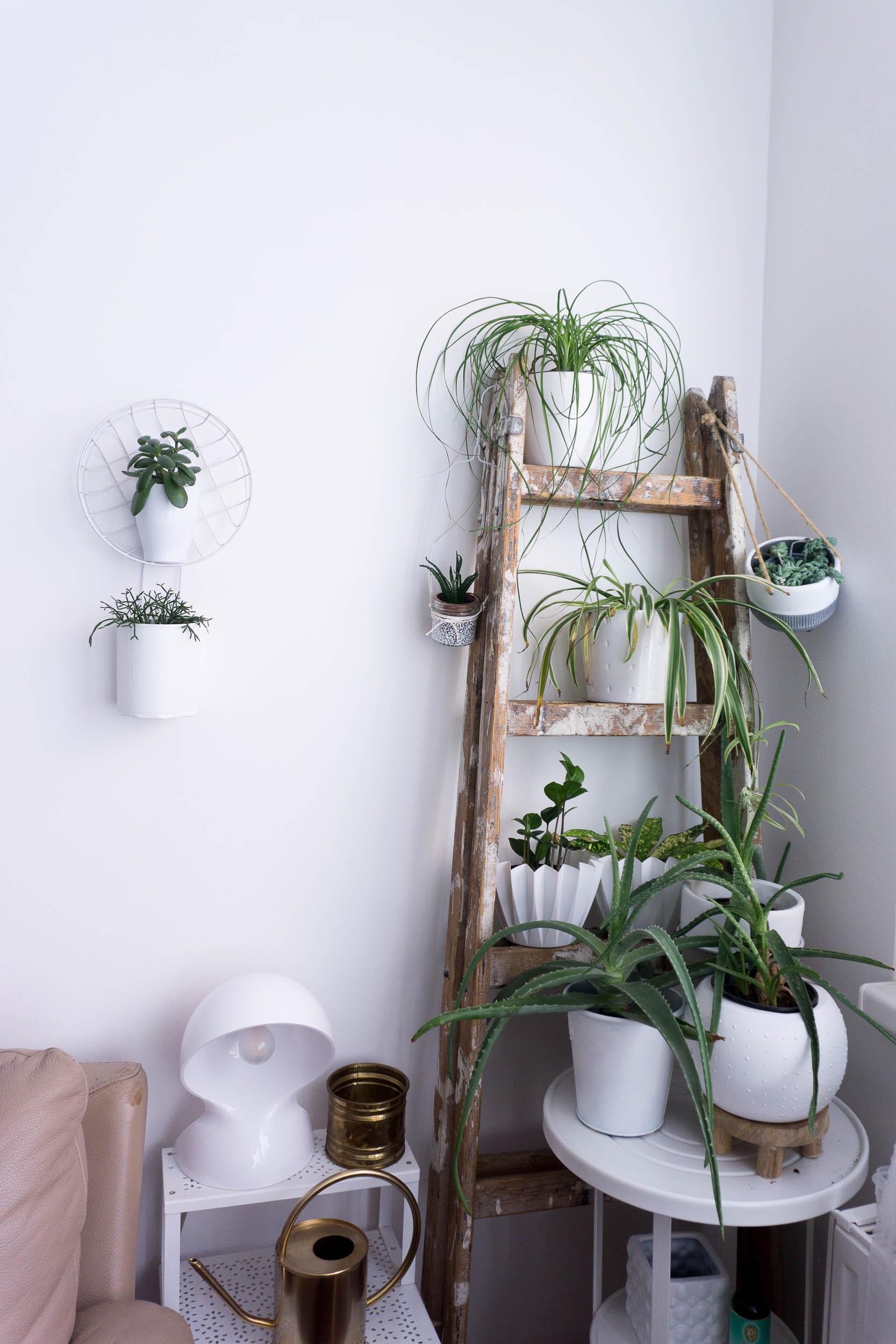 Meine Pflanzen-Leiter im Wohnzimmer: Aus Alt mach Neu!
#plantlover #indoorgarden #Pflanzen #grün upcycling 
