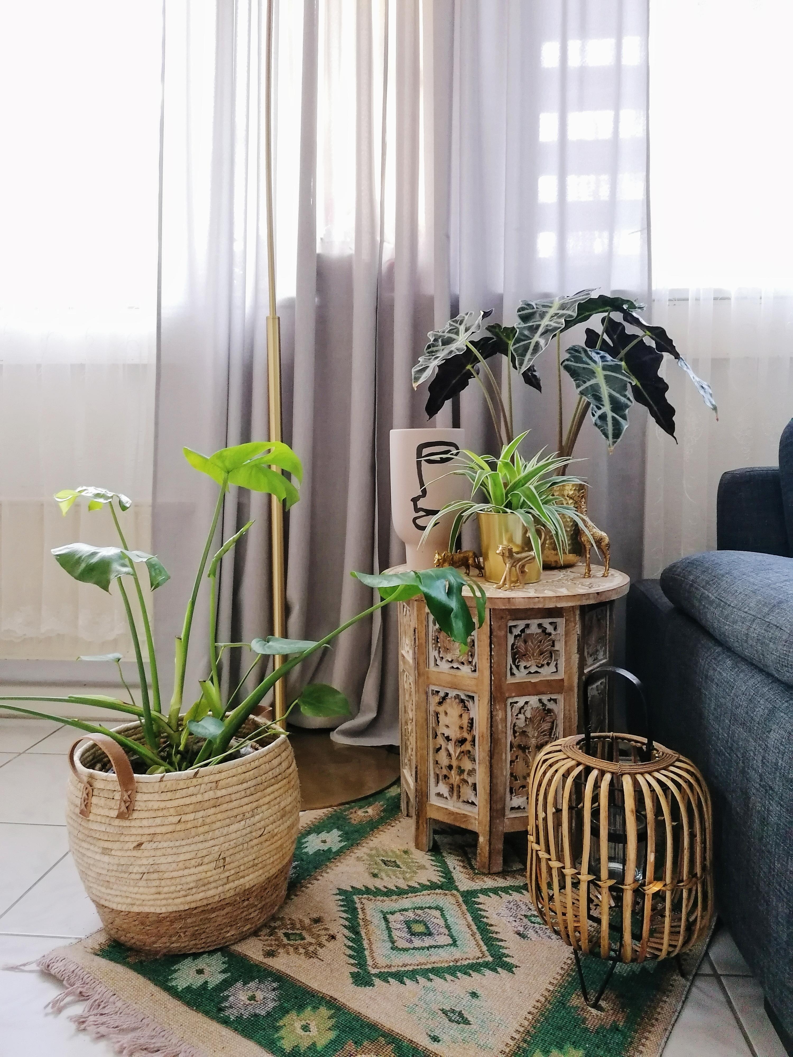 Meine Pflanzenecke im Wohnzimmer #pflanzenliebe 