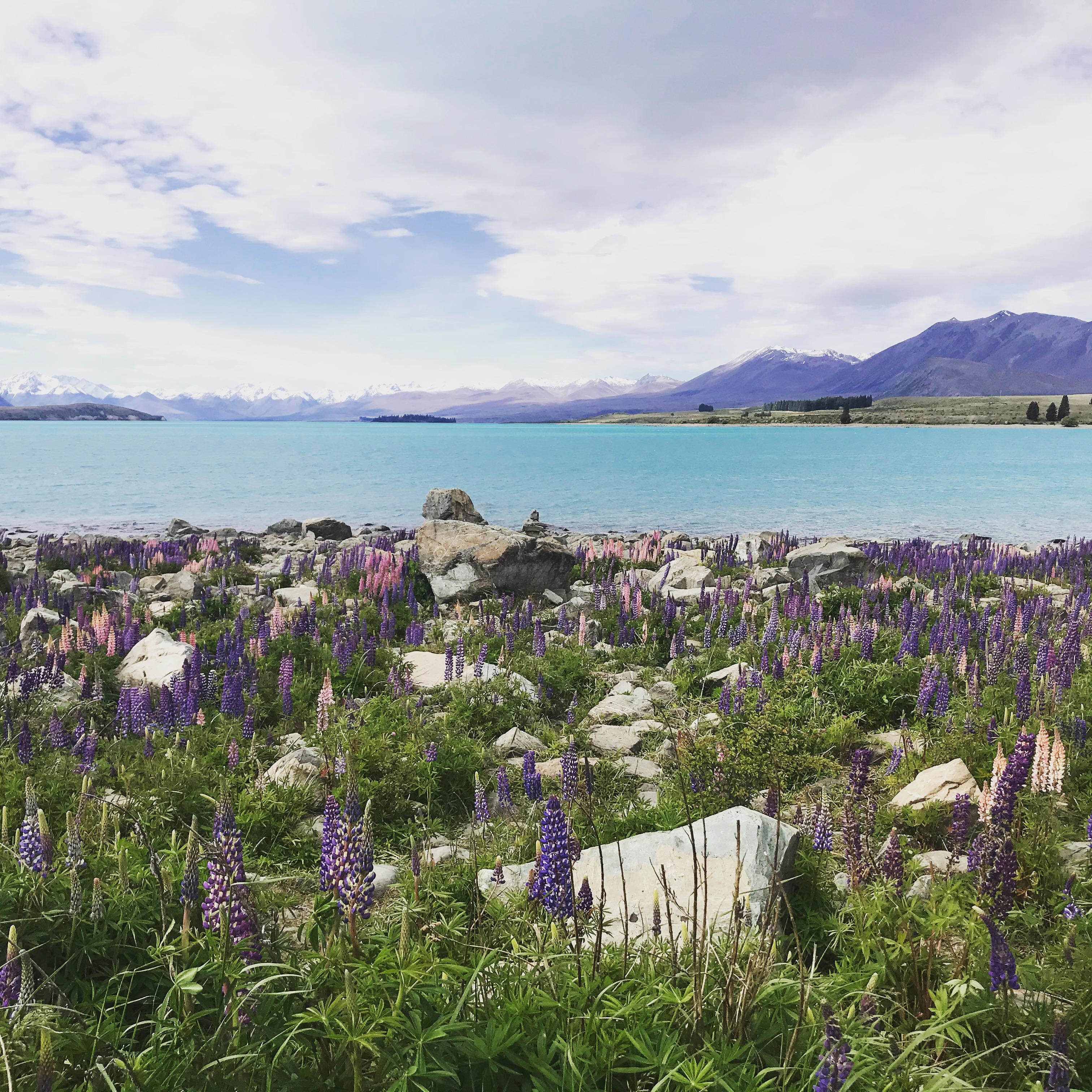 #meinschönsterUrlaub letztes Jahr in #Neuseeland #travelchellange diese #Natur und #Farben einfach toll. #Fernweh