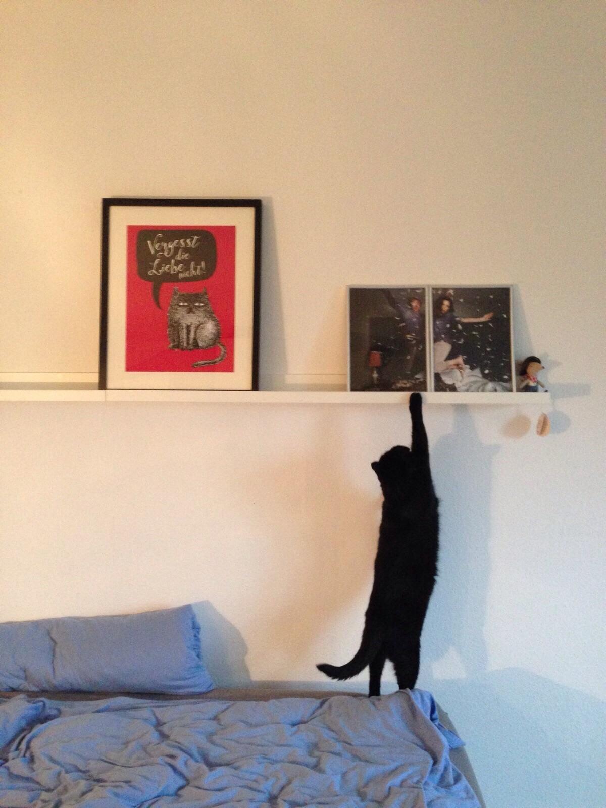 Meow! Ich will da hoch ❤️🐱

#Schlafzimmer #Bilderleiste #cat