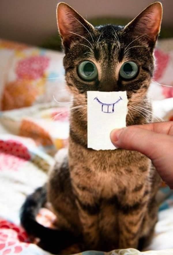 Miau
