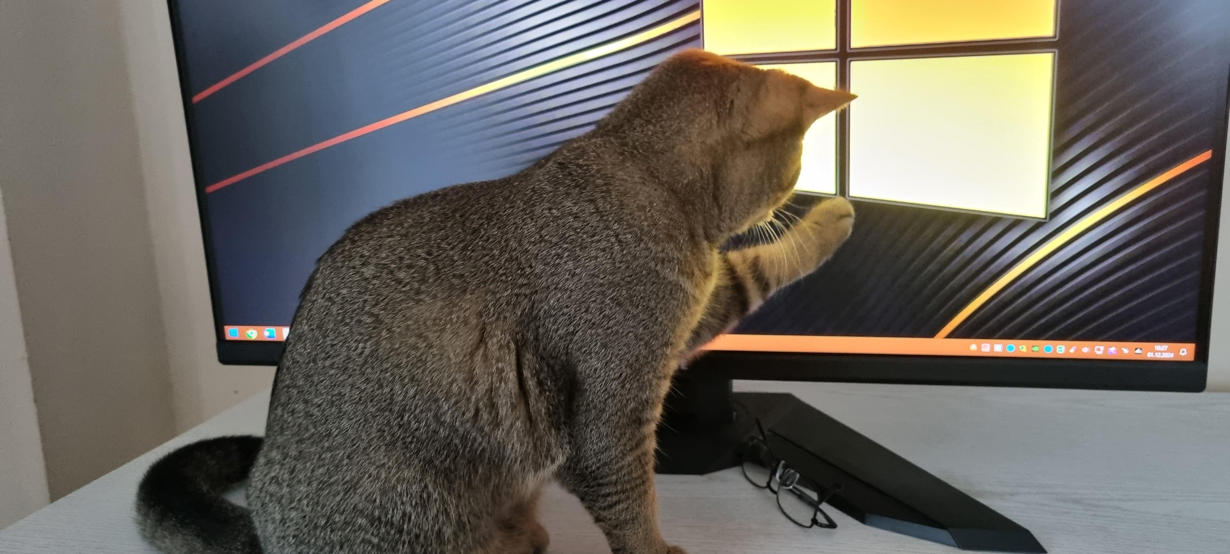 Mietzekatzen werden magisch angezogen vom Computer.