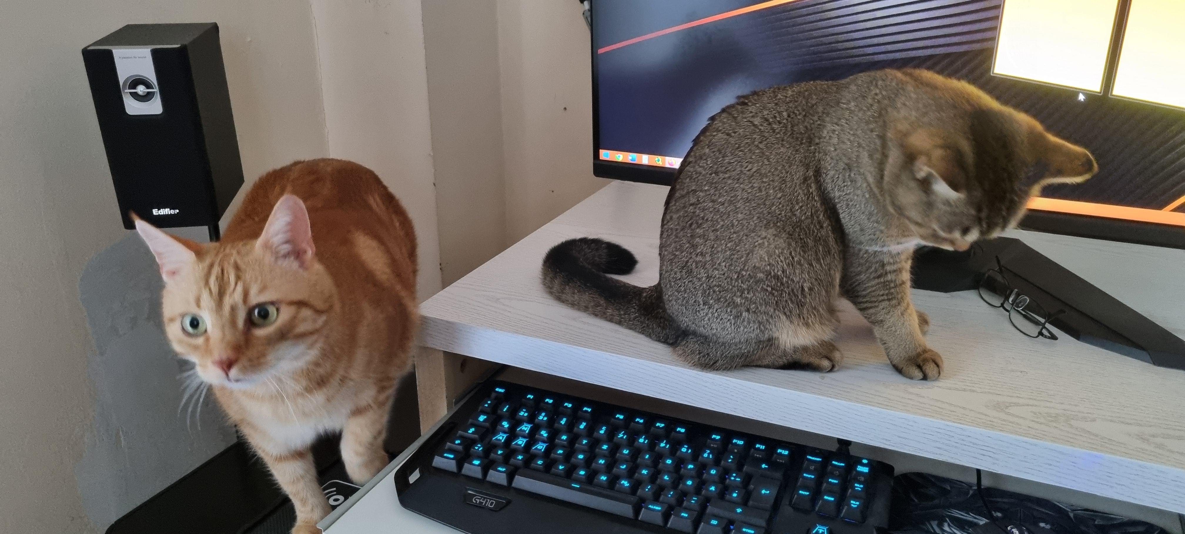 Mietzekatzen werden magisch angezogen vom Computer.