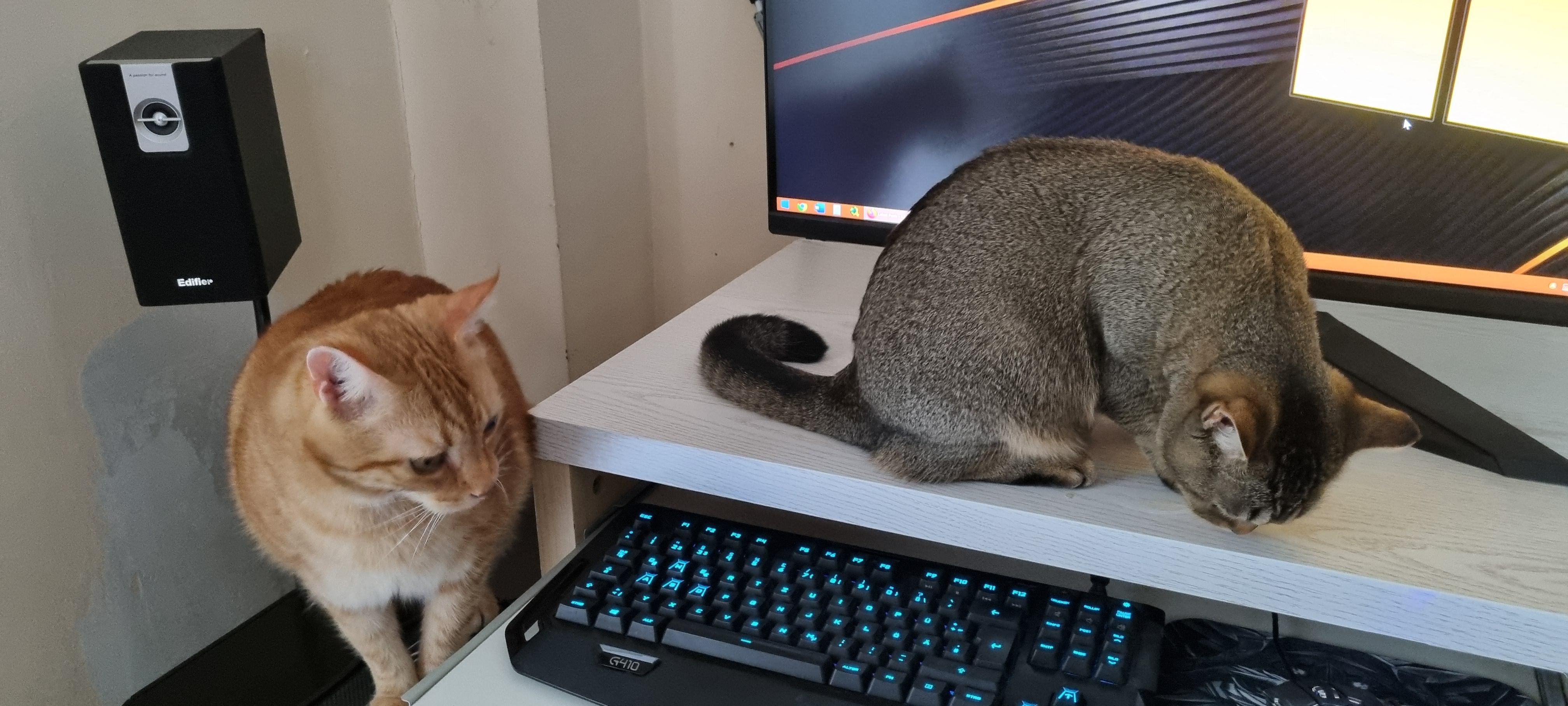 Mietzekatzen werden magisch angezogen vom Computer.