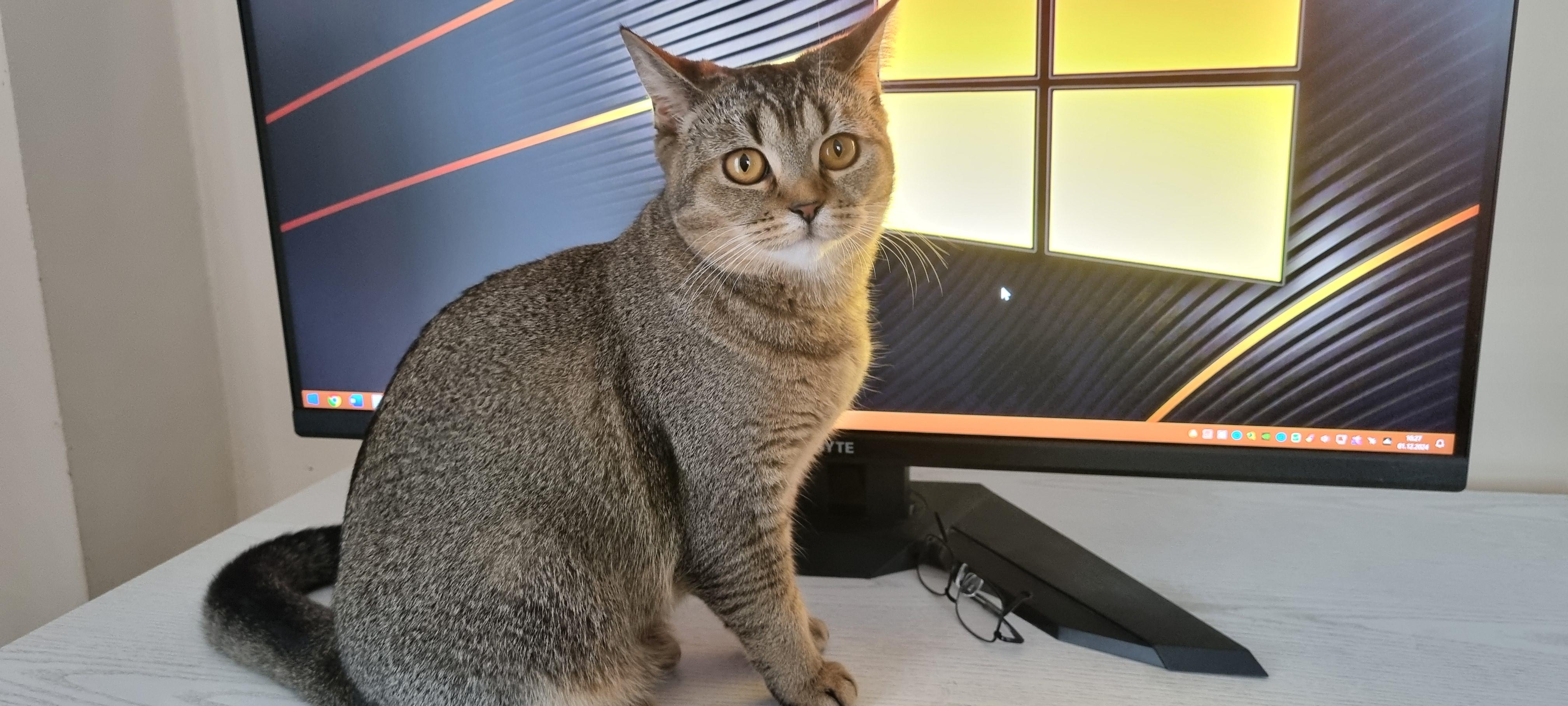 Mietzekatzen werden magisch angezogen vom Computer.