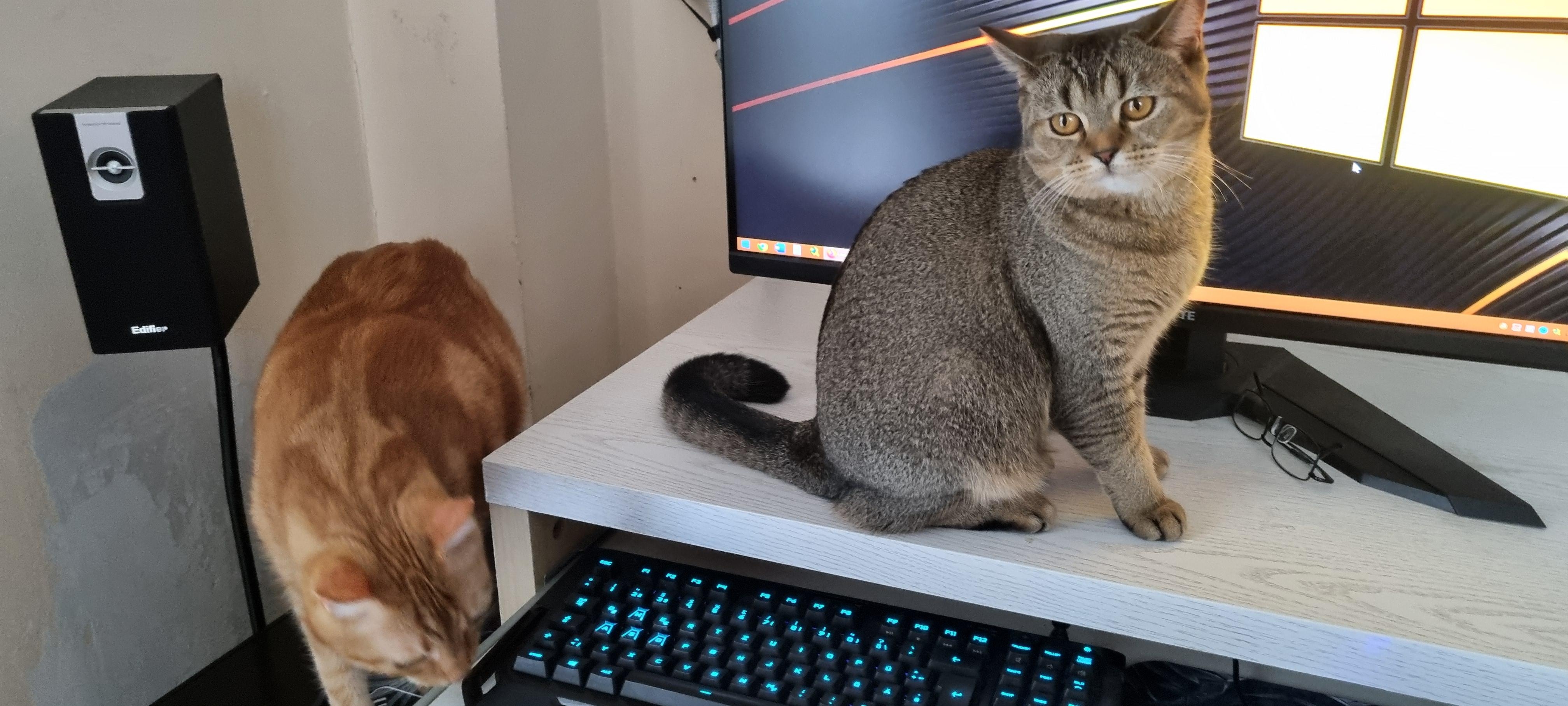 Mietzekatzen werden magisch angezogen vom Computer.