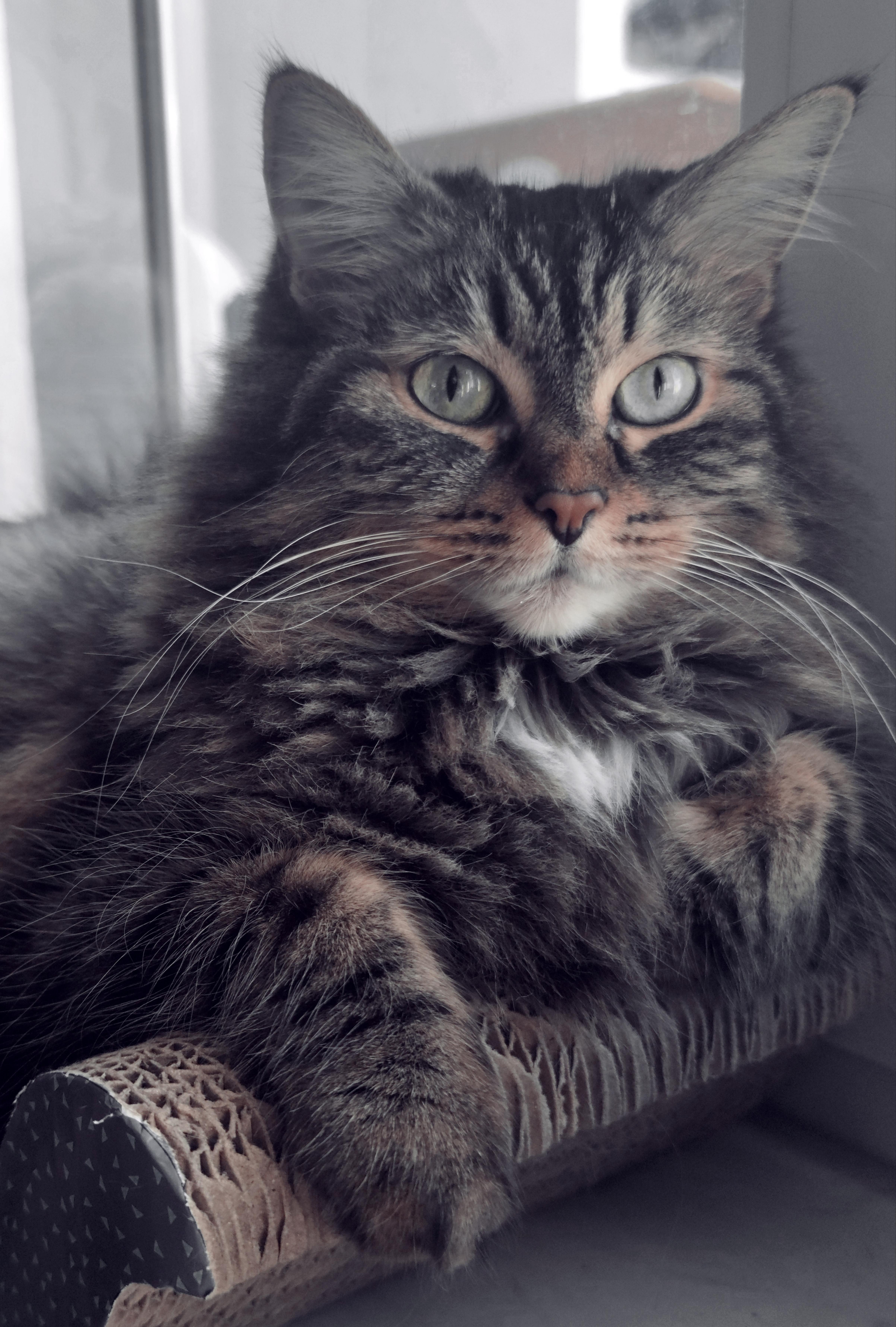 Mimi ❤️😻 #katze #cat #wohnzimmer