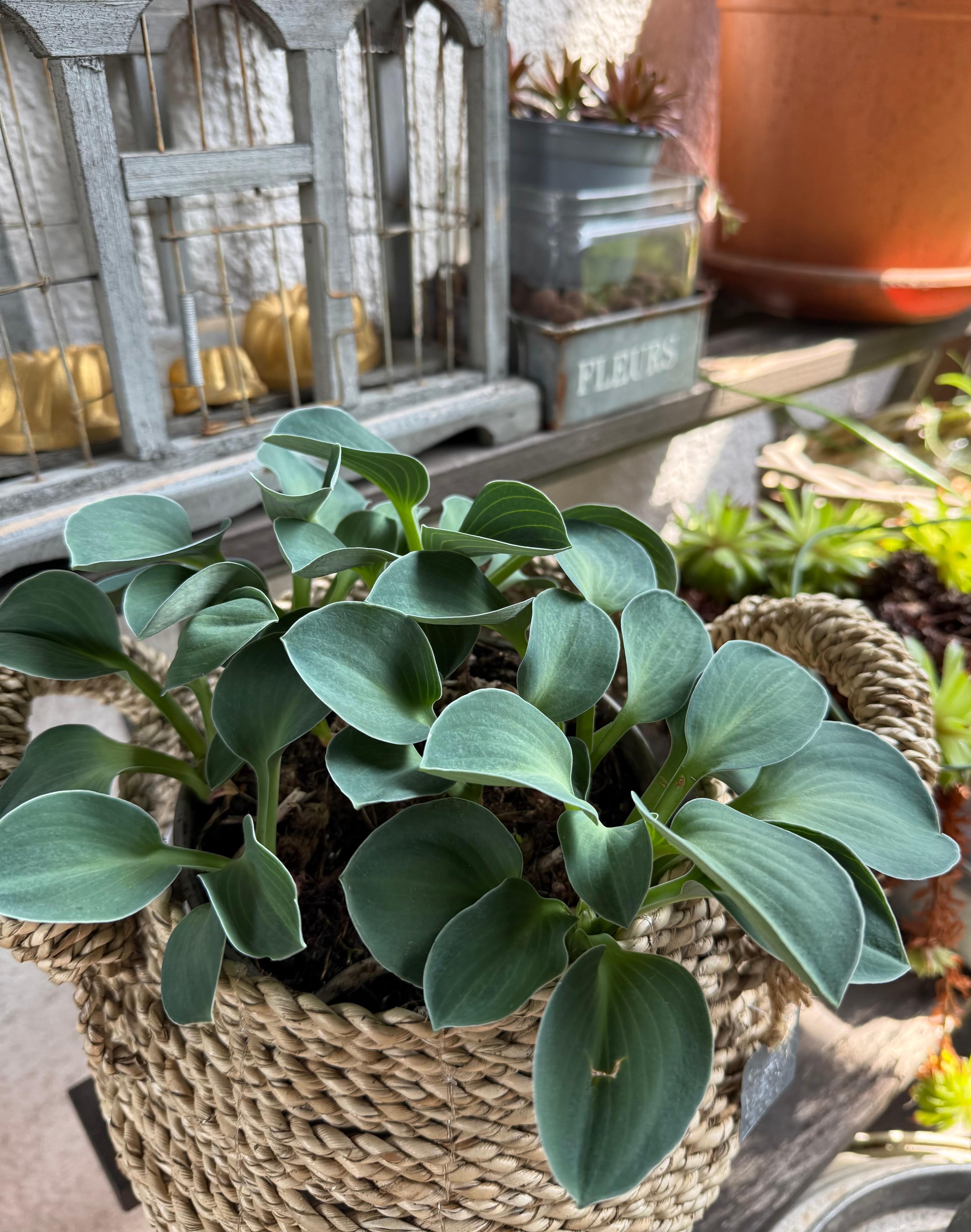 Mini-Funkie
#Pflanzen #Terrasse
